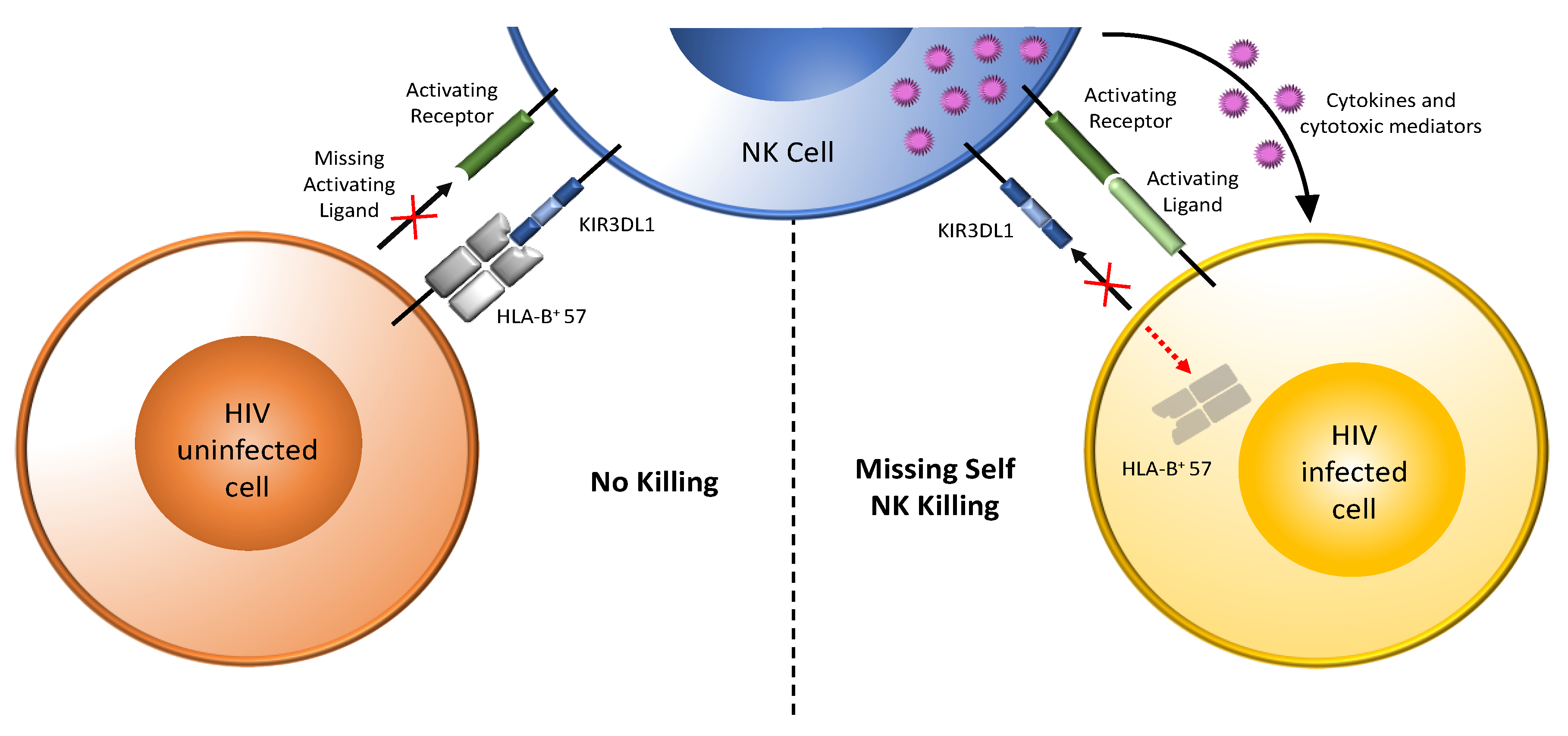 Viruses 14 01143 g002 Viruses 14 01143 g002