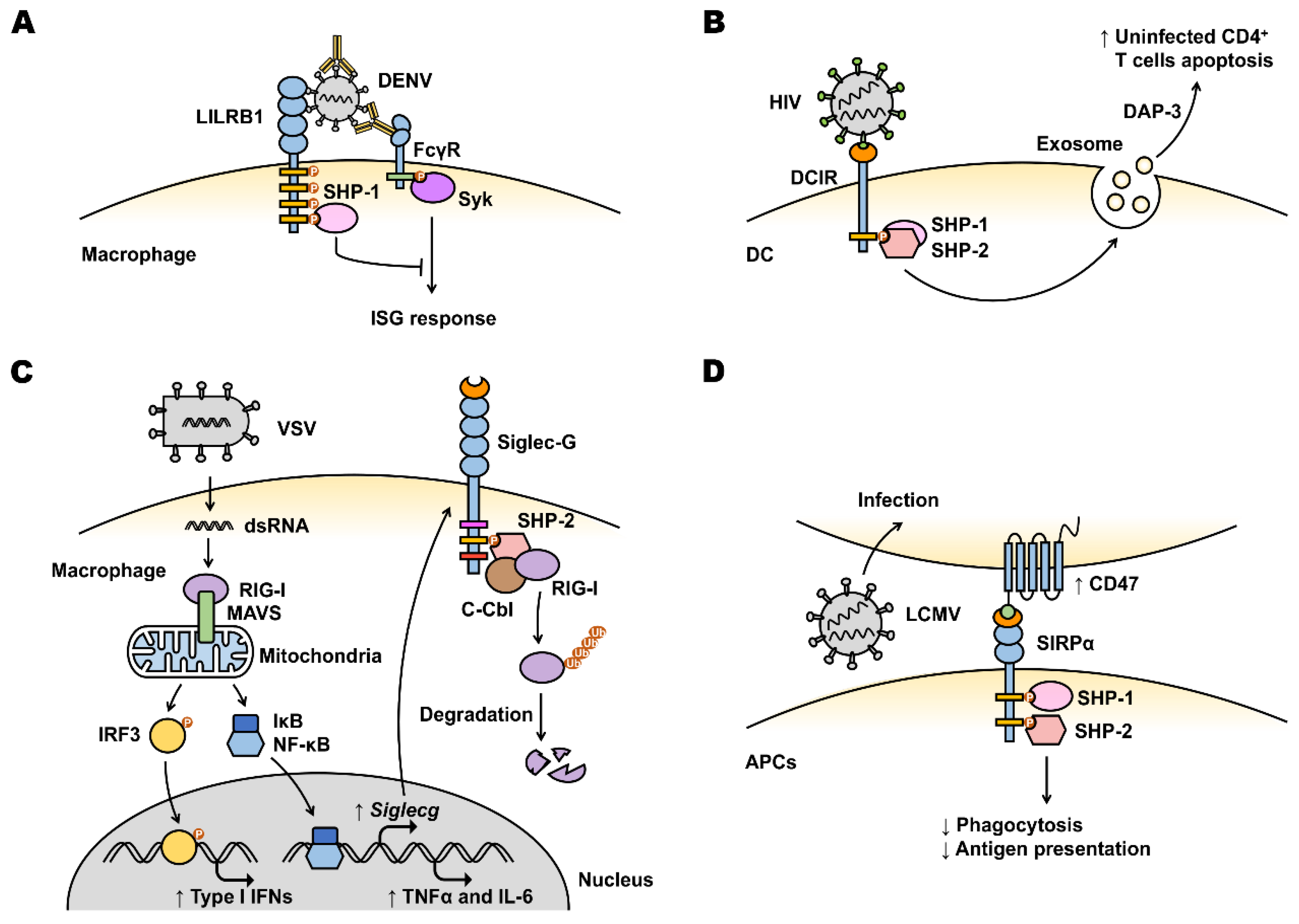 Viruses 14 01144 g002