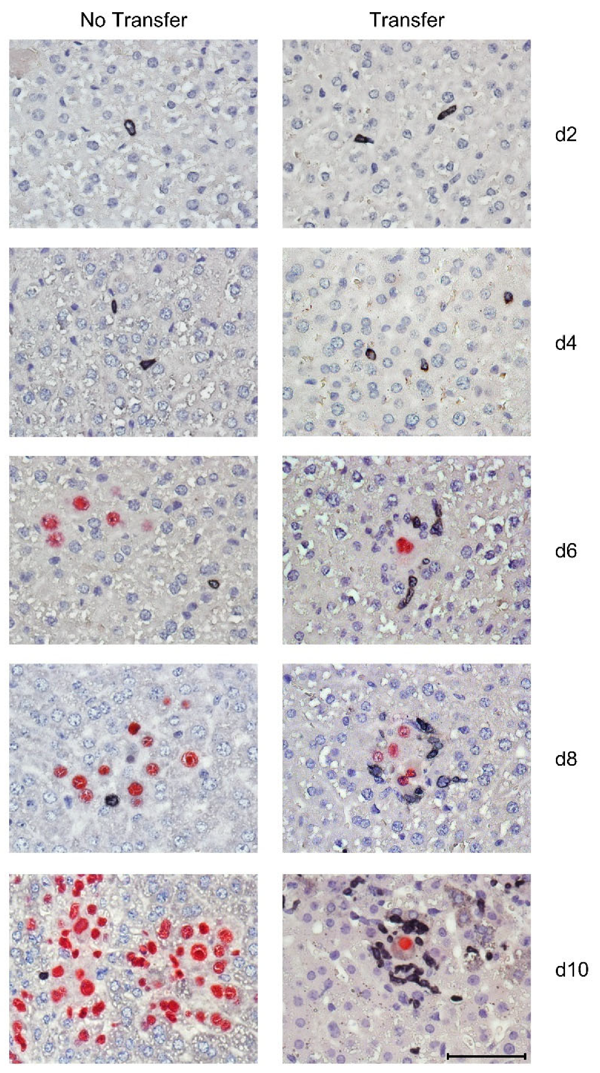 Viruses 14 01145 g004