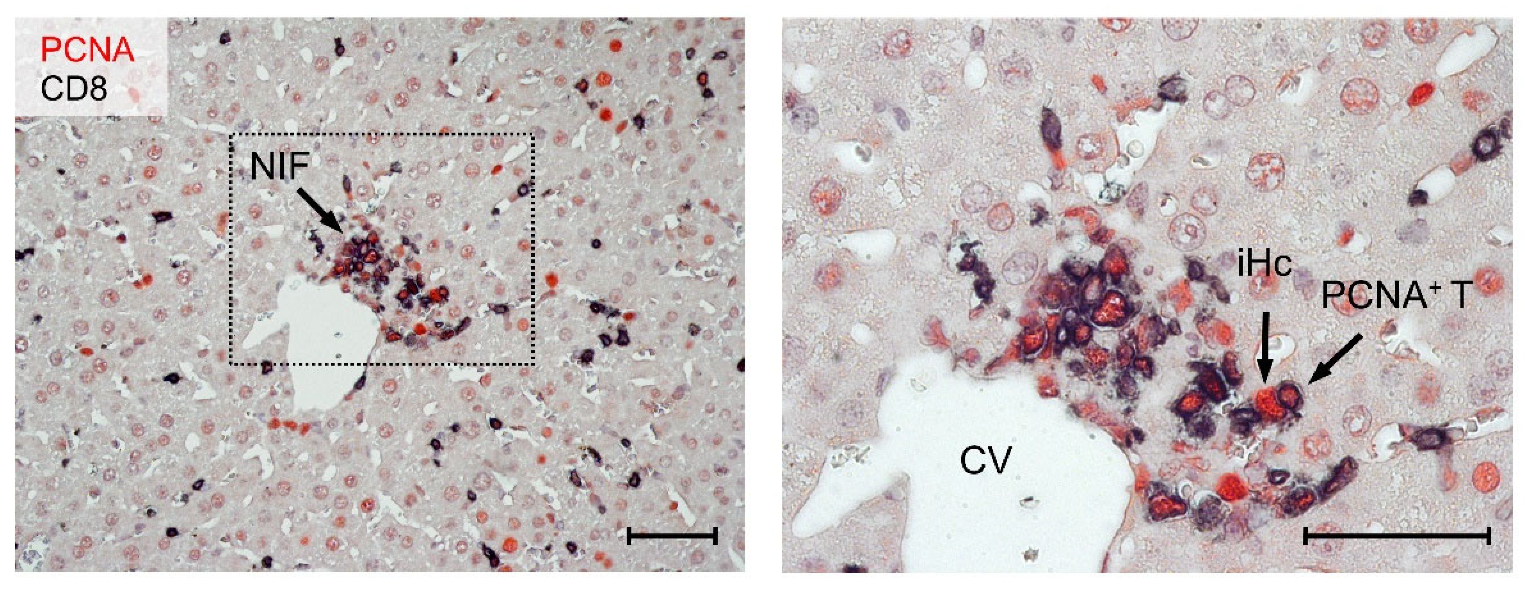 Viruses 14 01145 g005