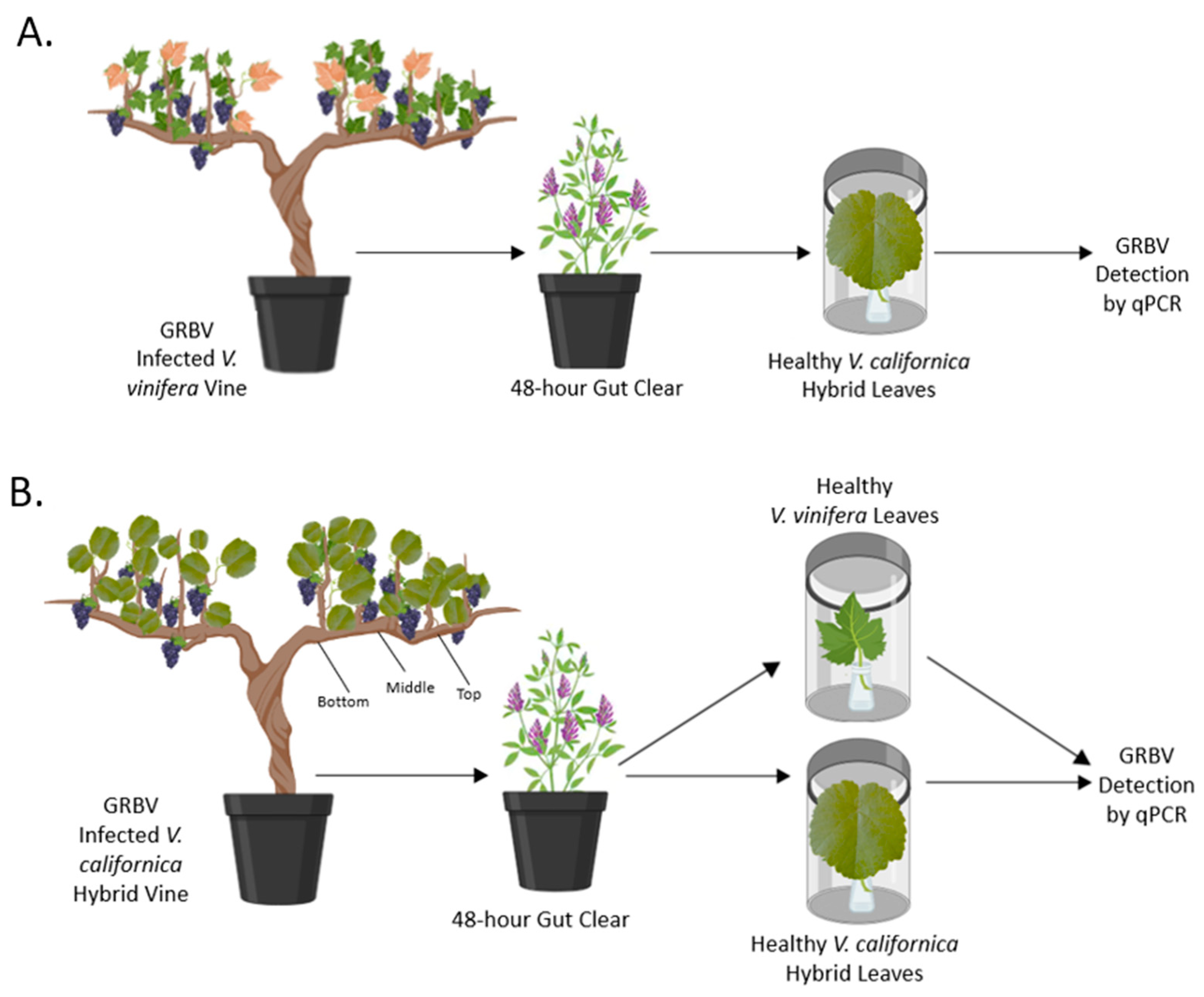 Viruses 14 01156 g001