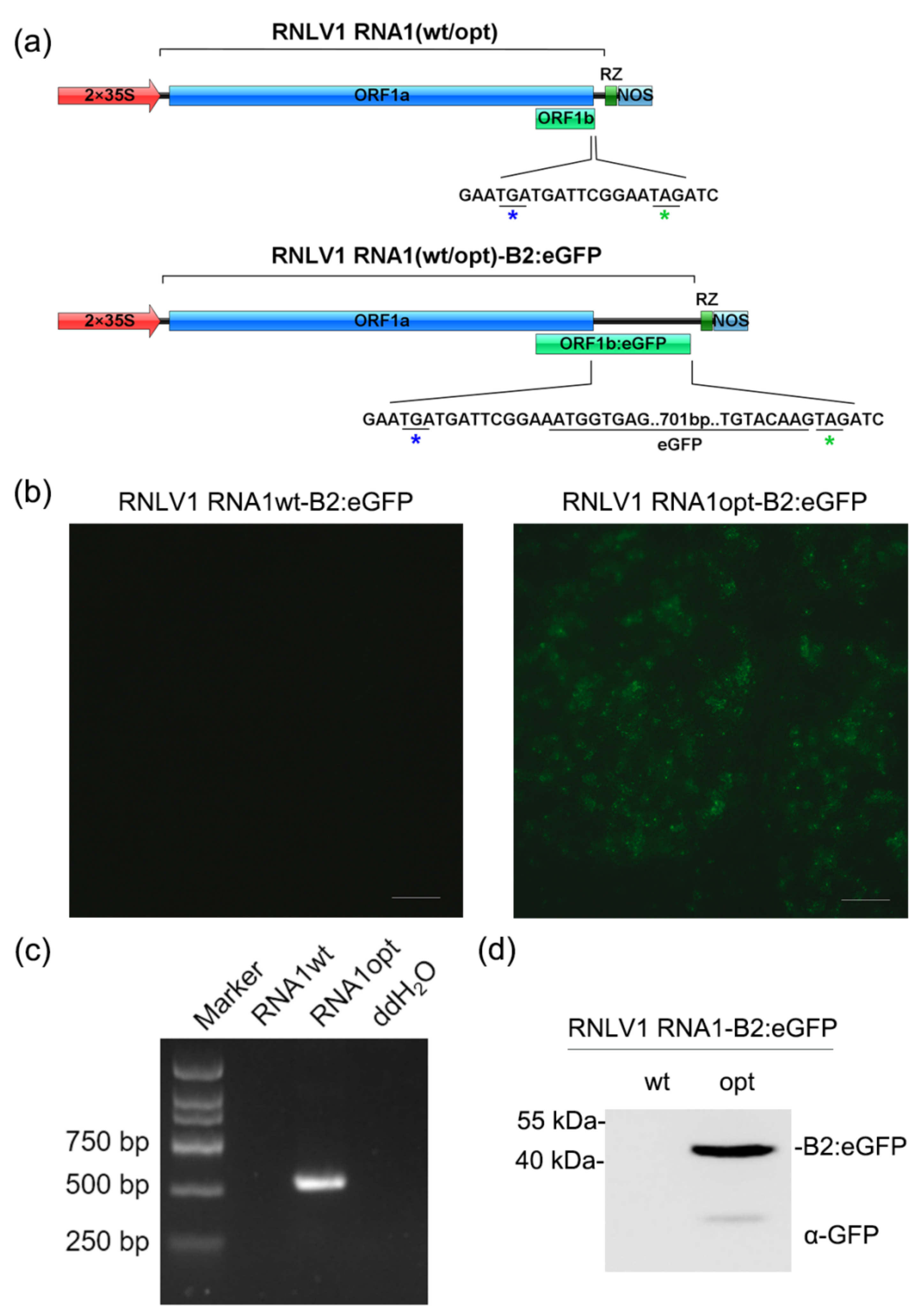 Viruses 14 01159 g005