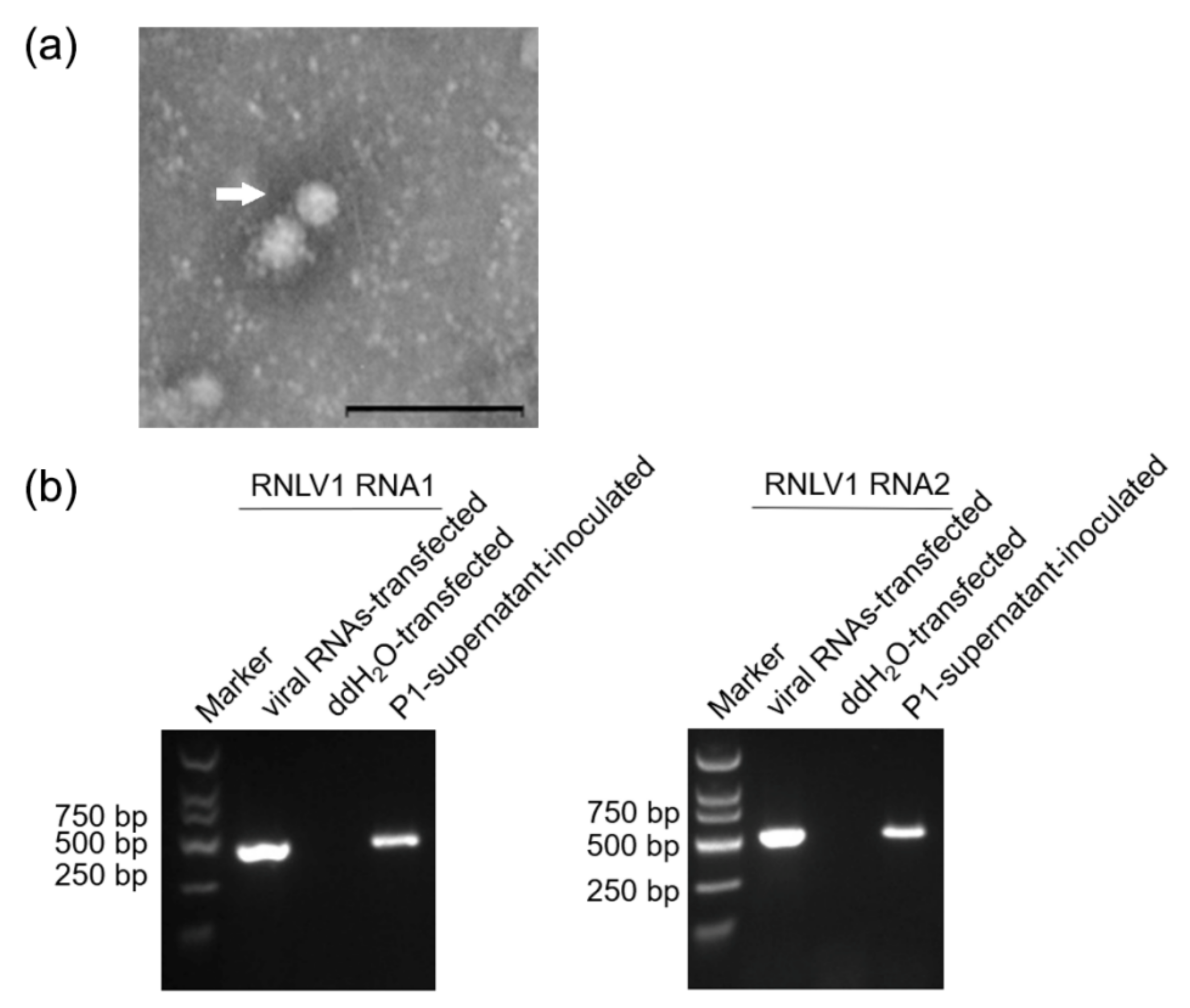 Viruses 14 01159 g006