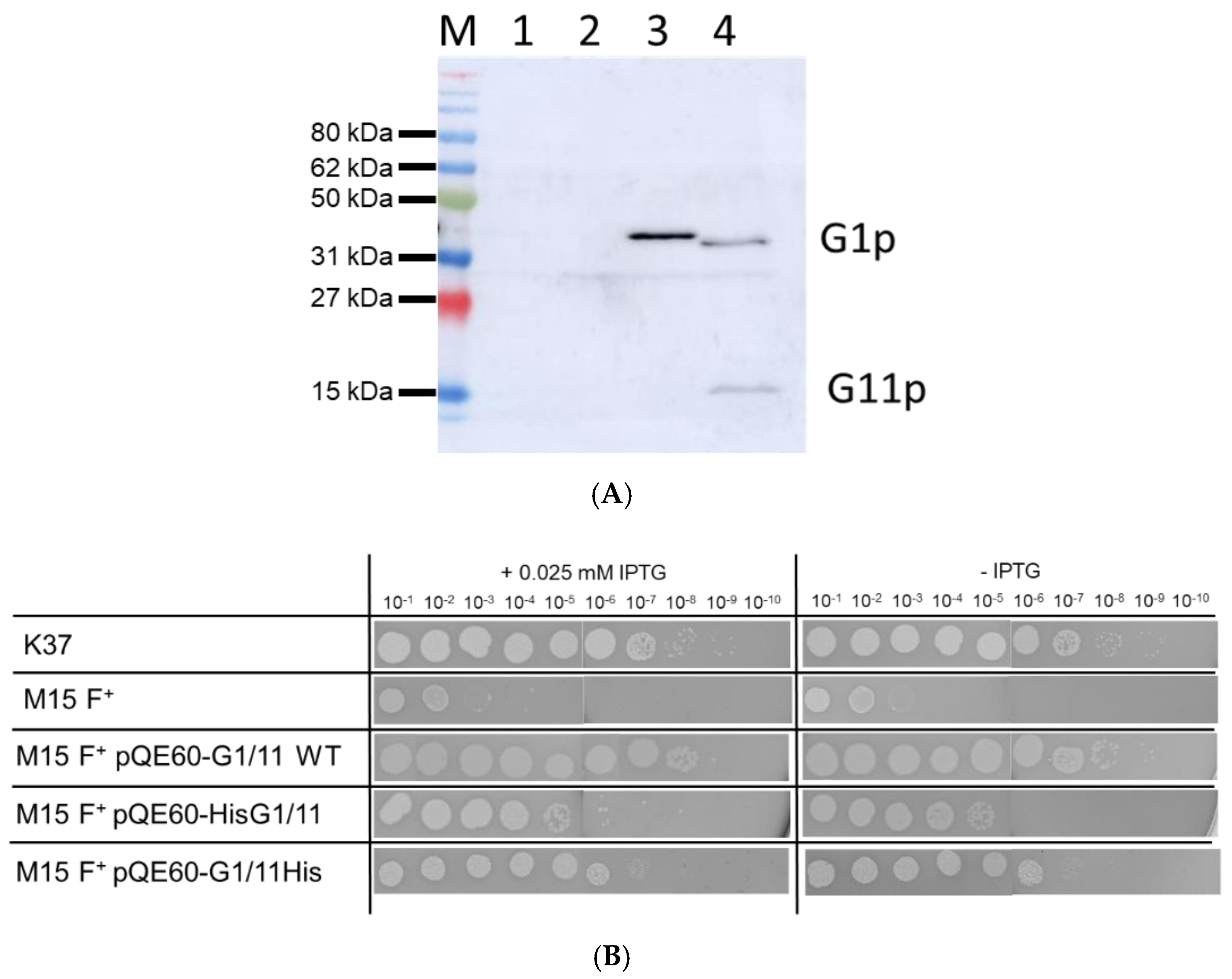 Viruses 14 01163 g002 550