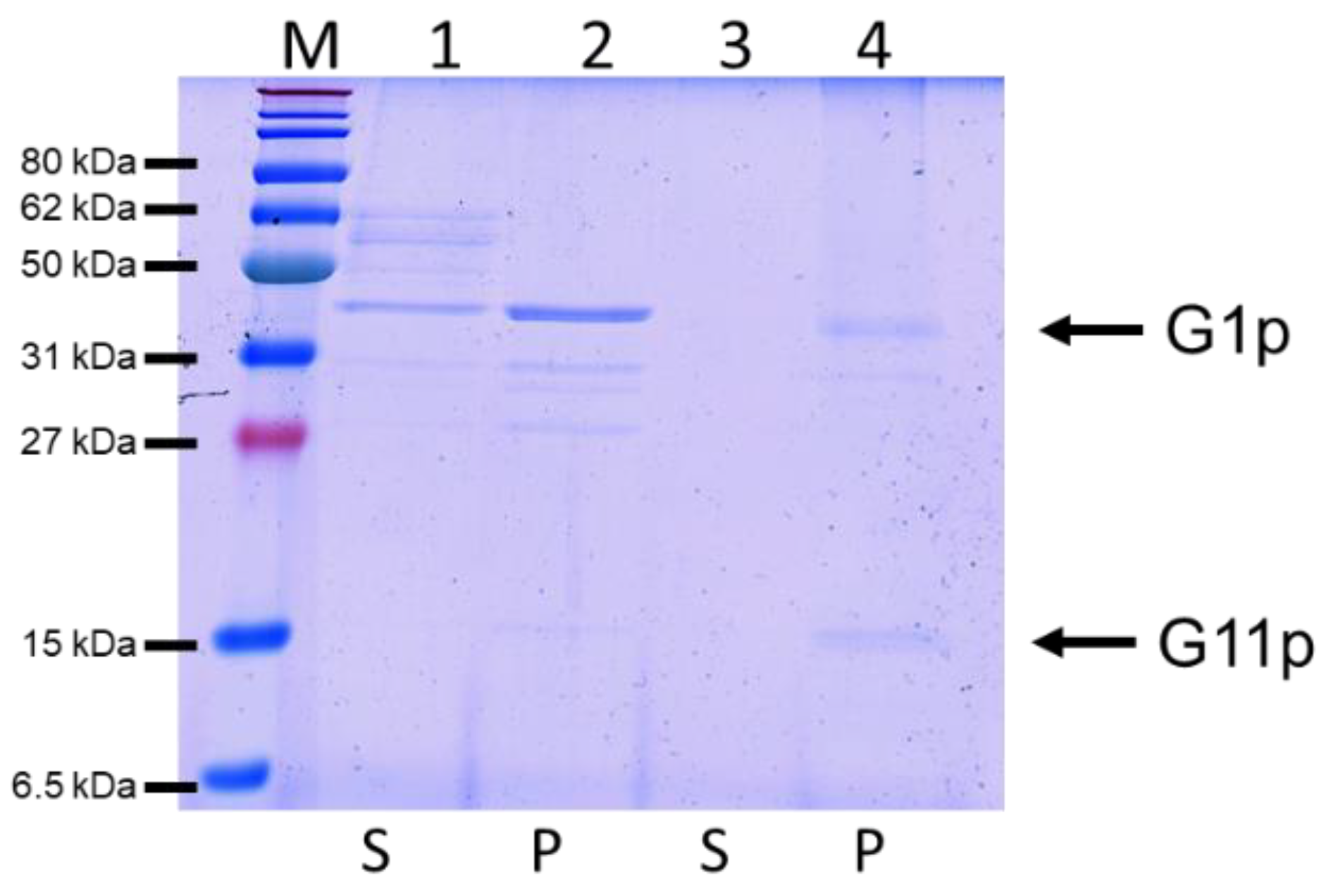 Viruses 14 01163 g005 550