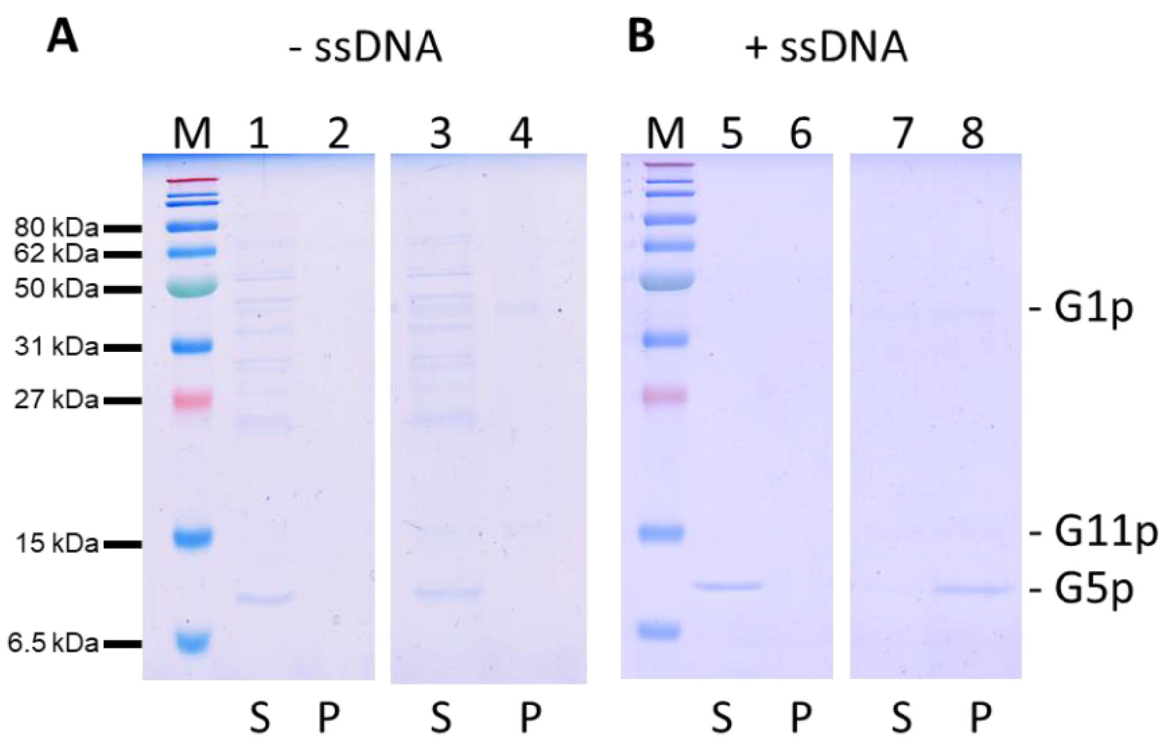 Viruses 14 01163 g007 550