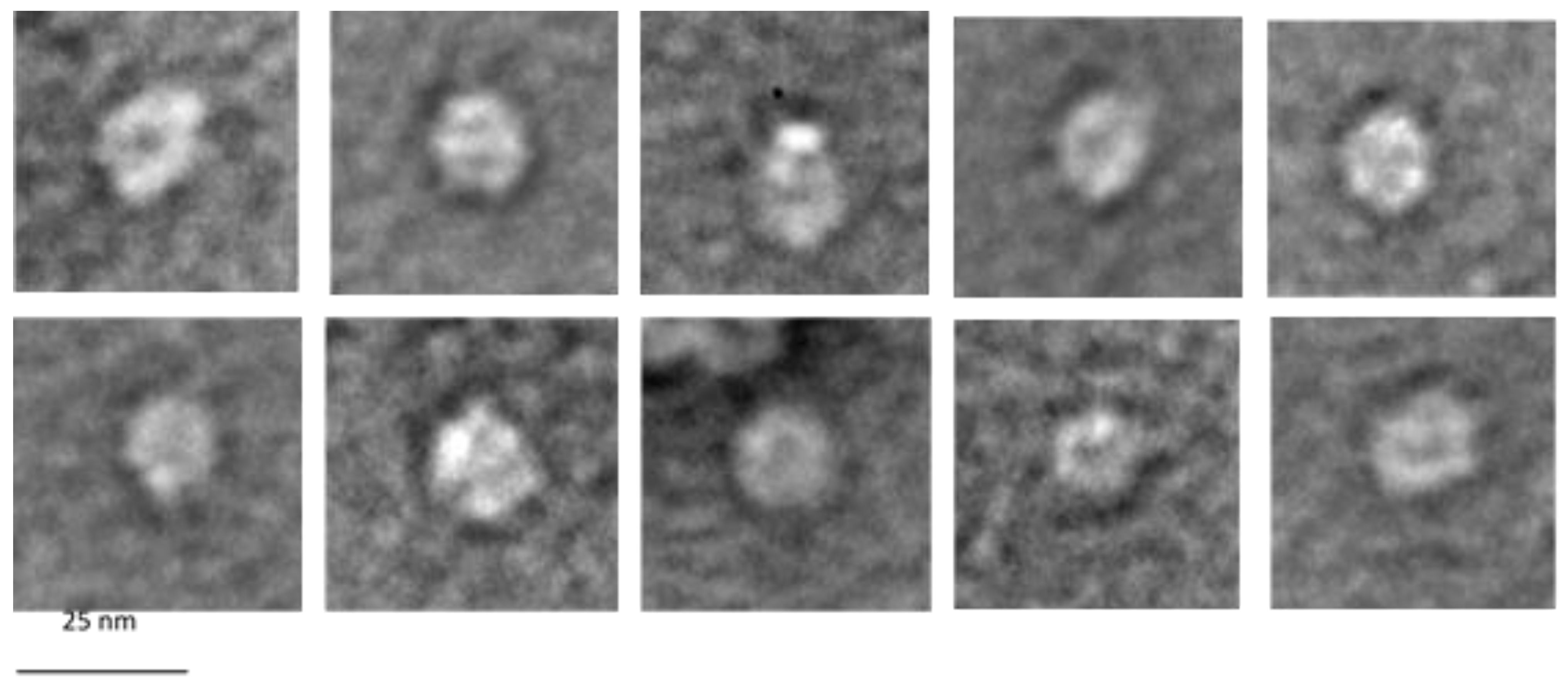 Viruses 14 01163 g008 550