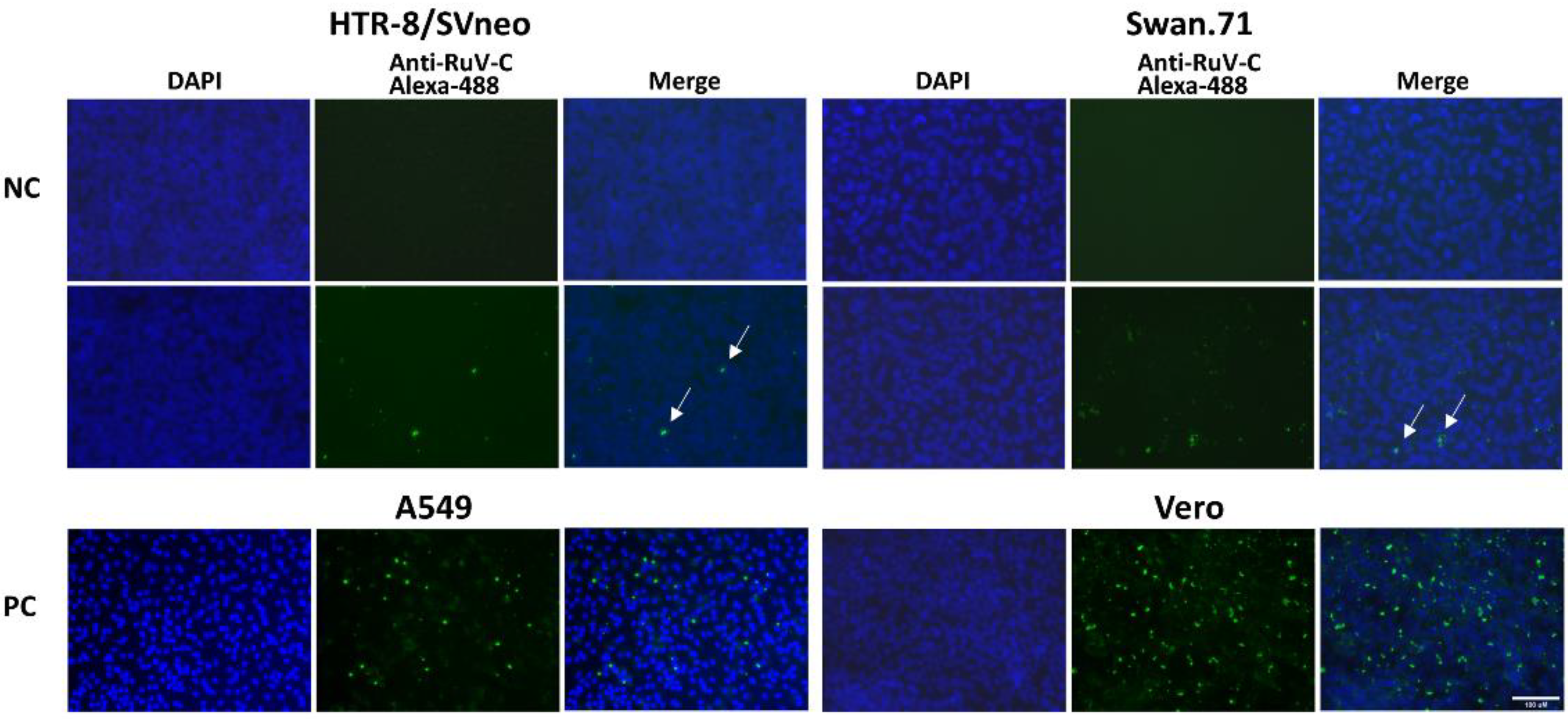 Viruses 14 01169 g001