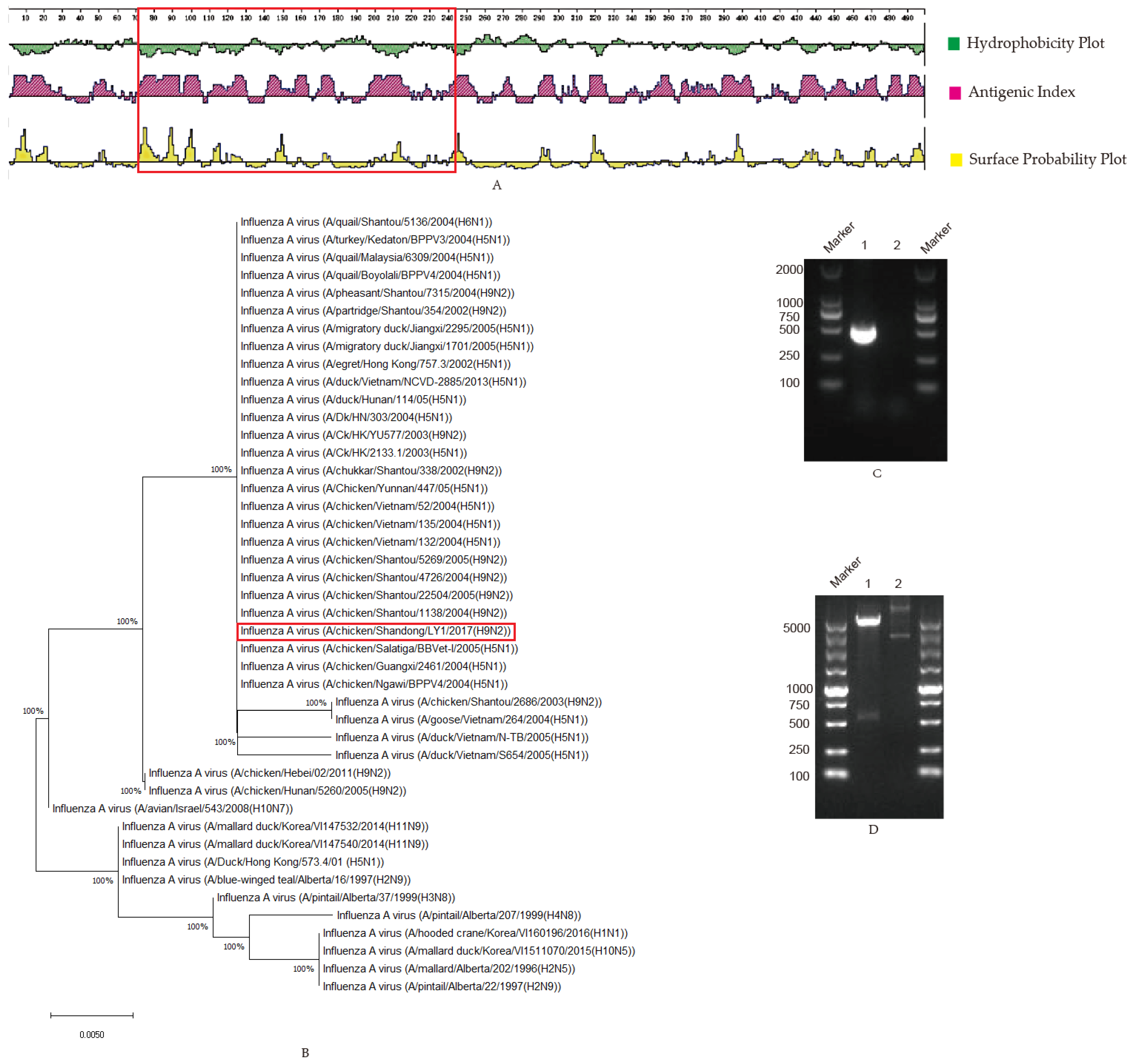 Viruses 14 01172 g001a Viruses 14 01172 g001a
