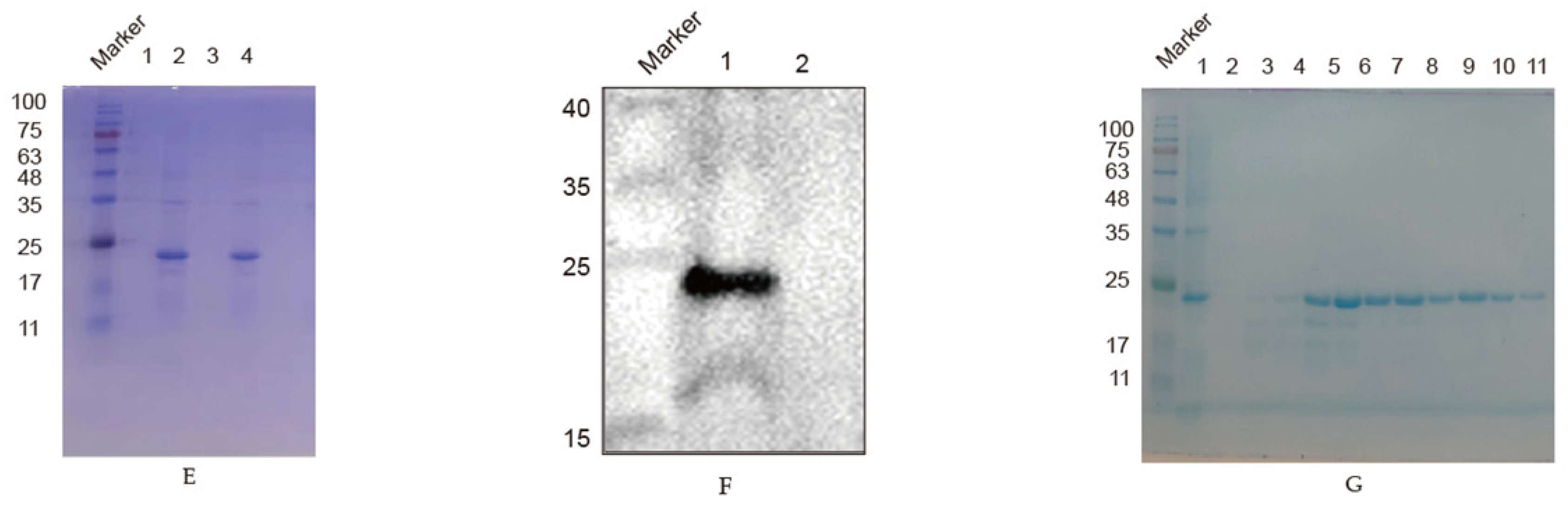 Viruses 14 01172 g001b Viruses 14 01172 g001b