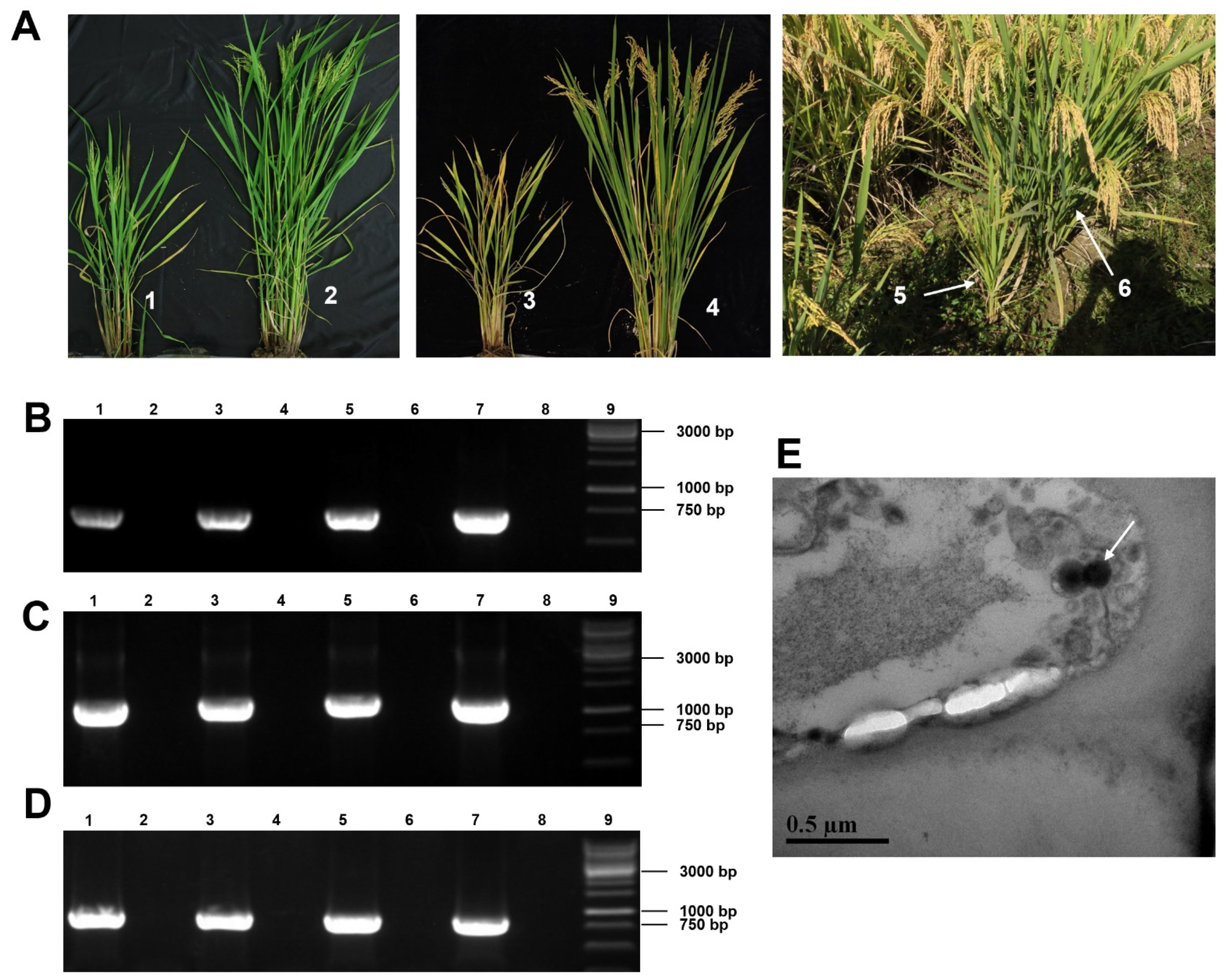 Viruses 14 01183 g001 Viruses 14 01183 g001