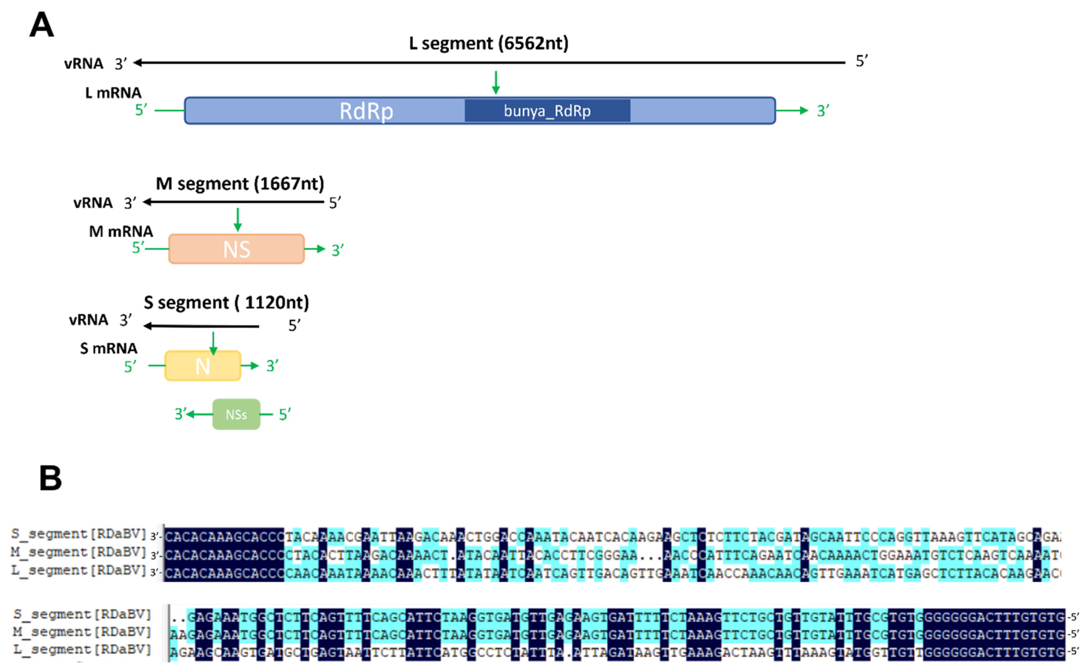 Viruses 14 01183 g002 Viruses 14 01183 g002