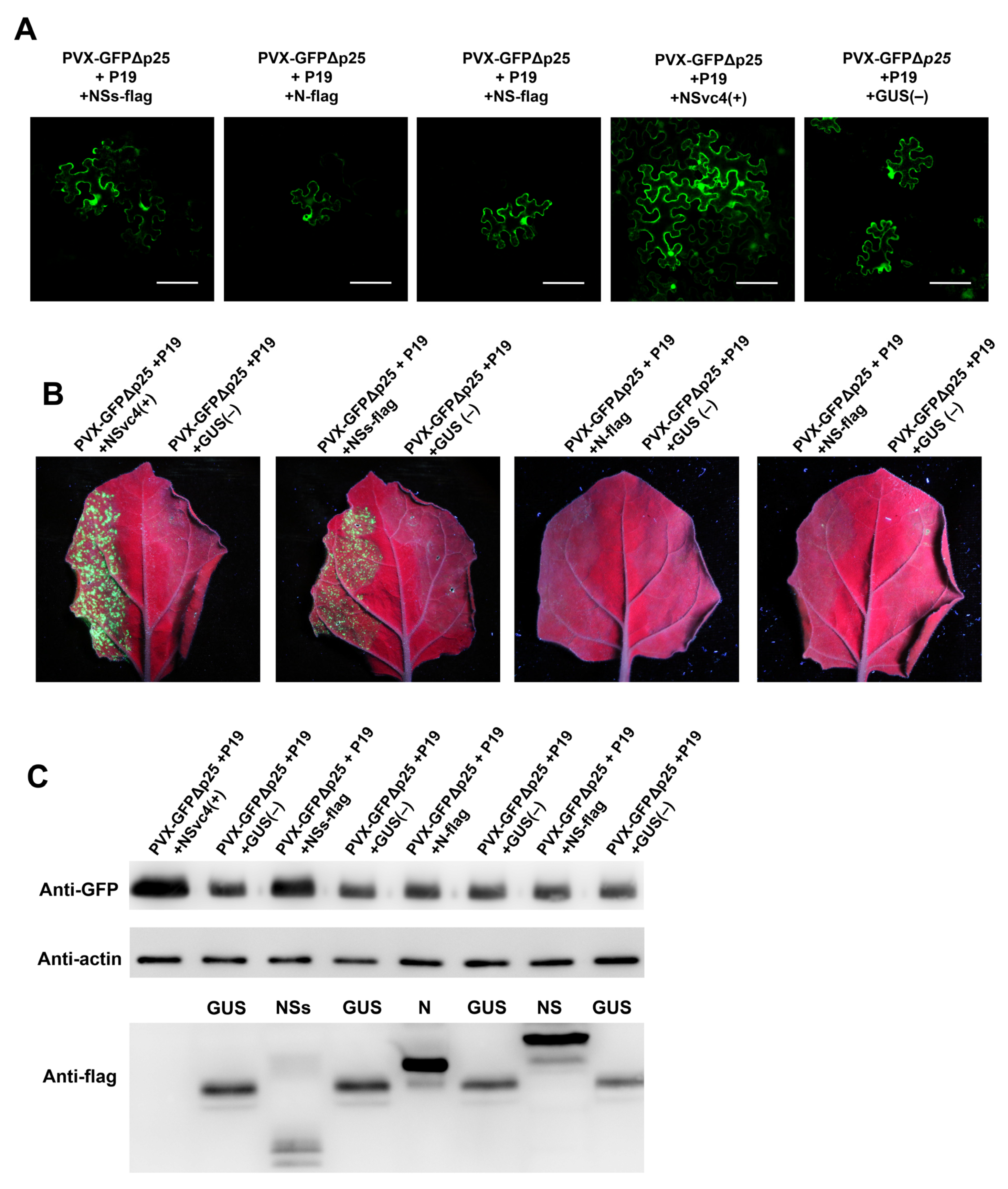 Viruses 14 01183 g006 Viruses 14 01183 g006