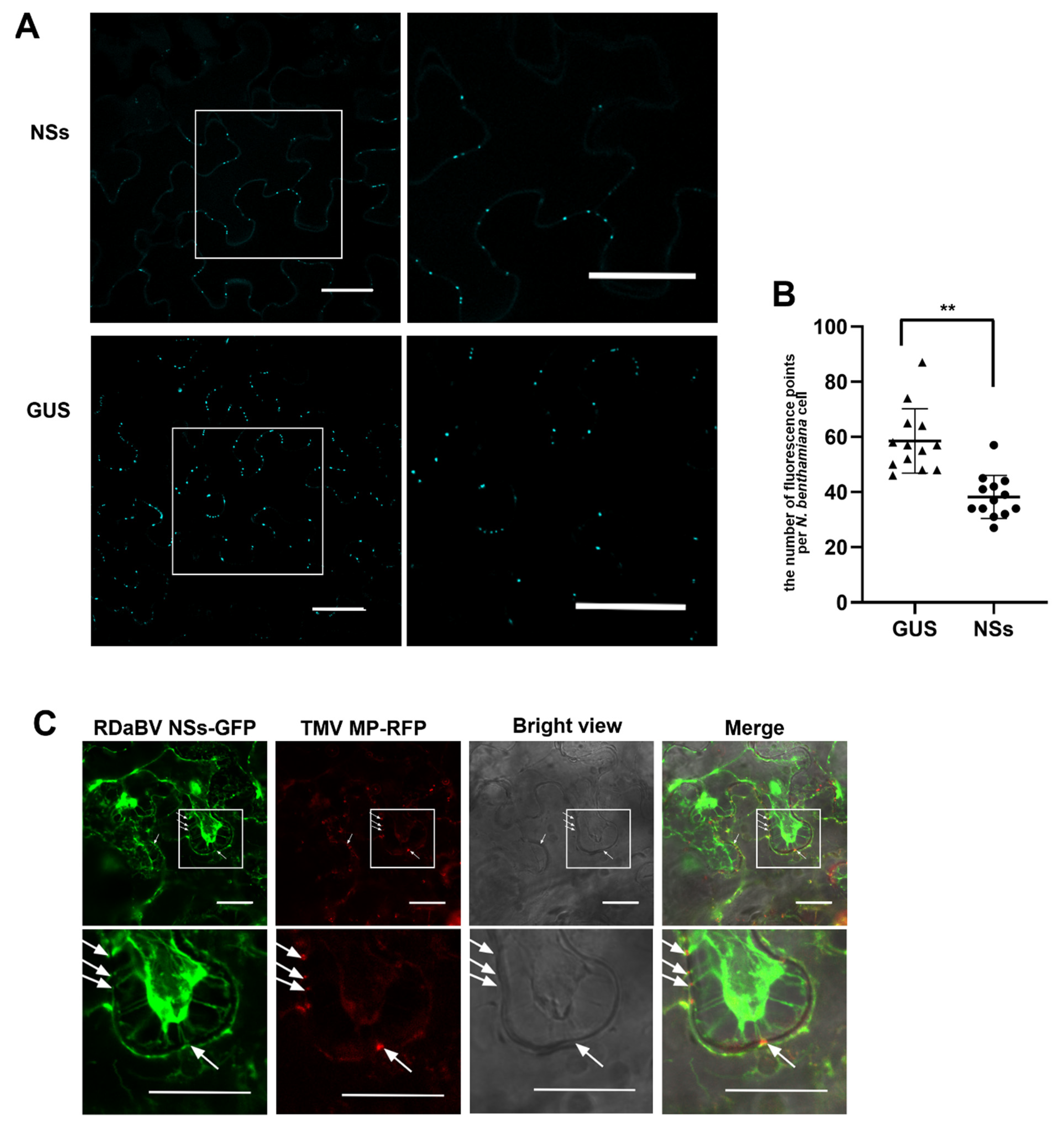 Viruses 14 01183 g007 Viruses 14 01183 g007