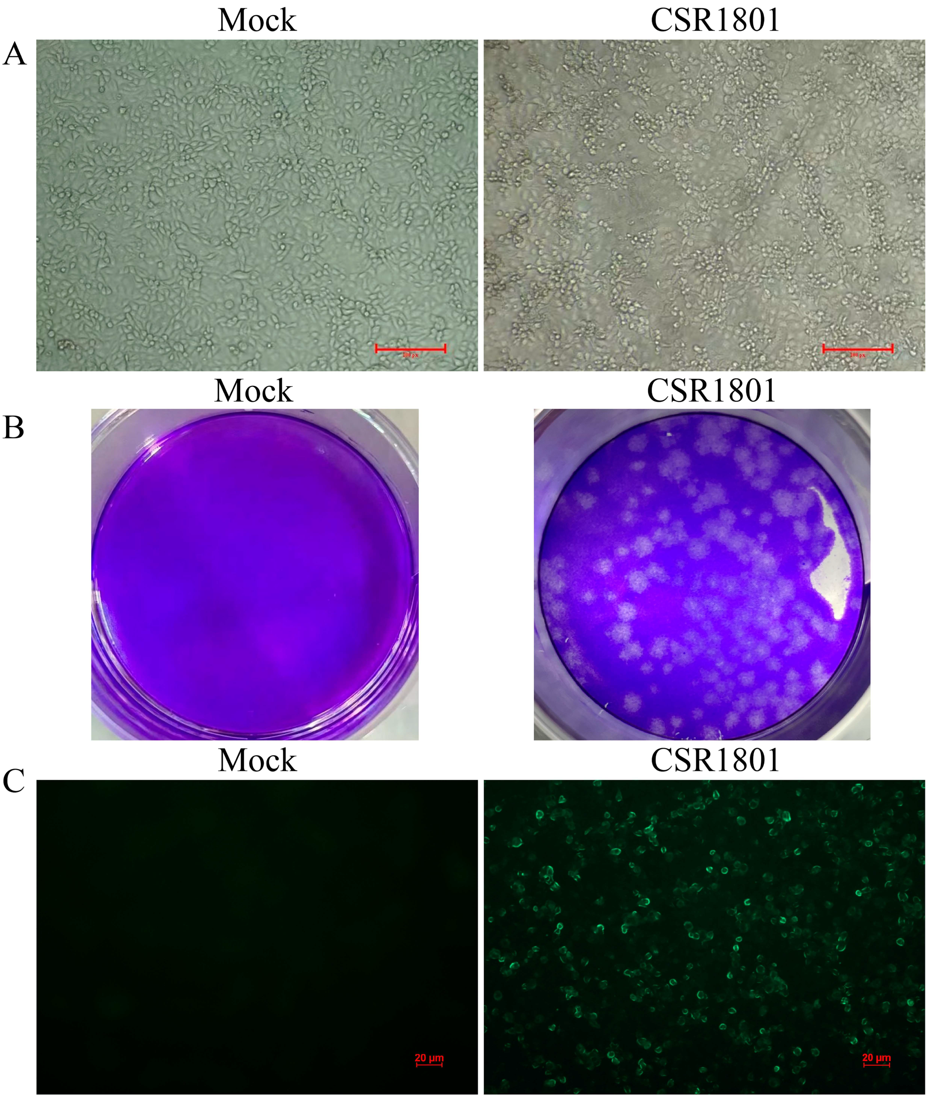 Viruses 14 01194 g001