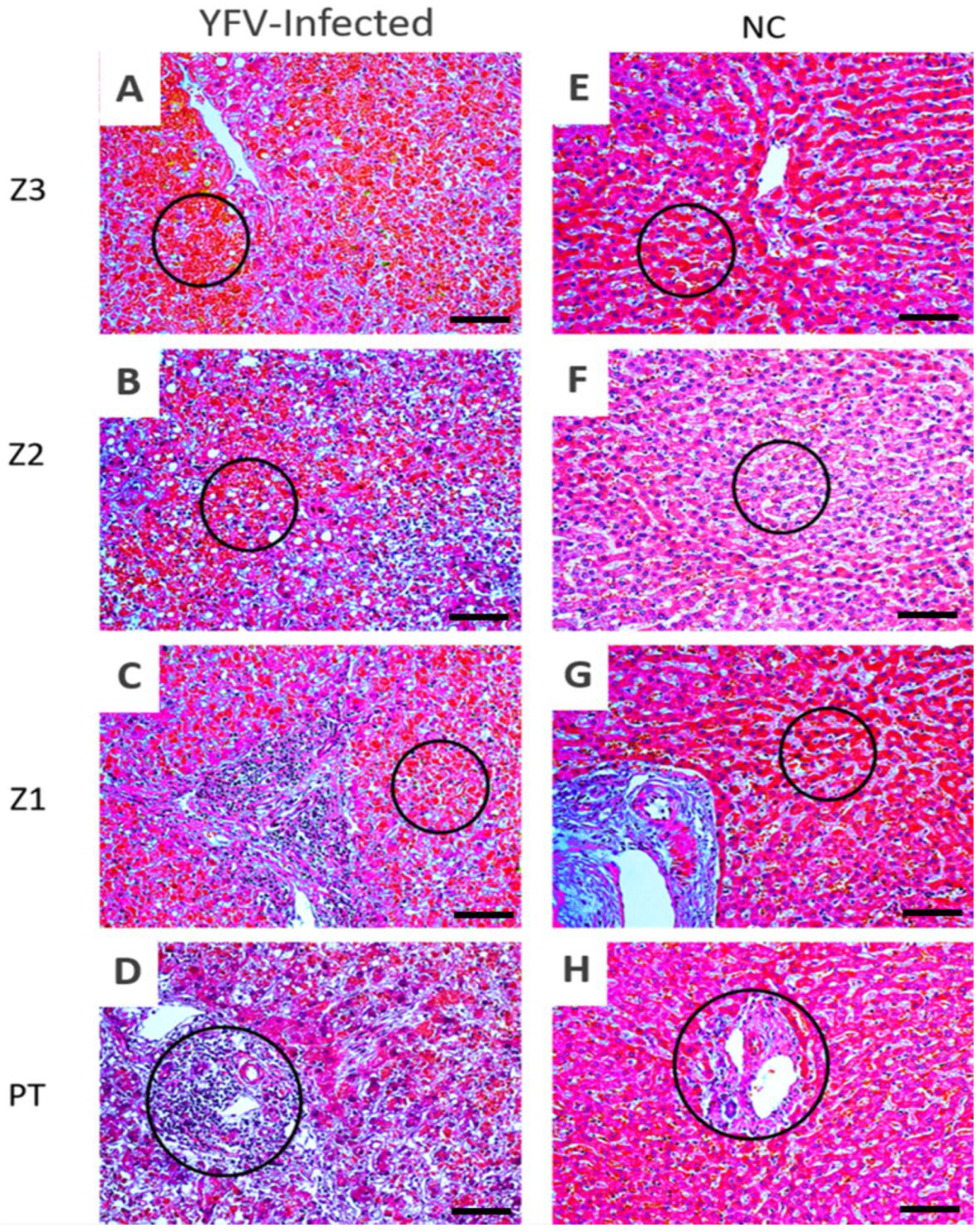 Viruses 14 01204 g002 550