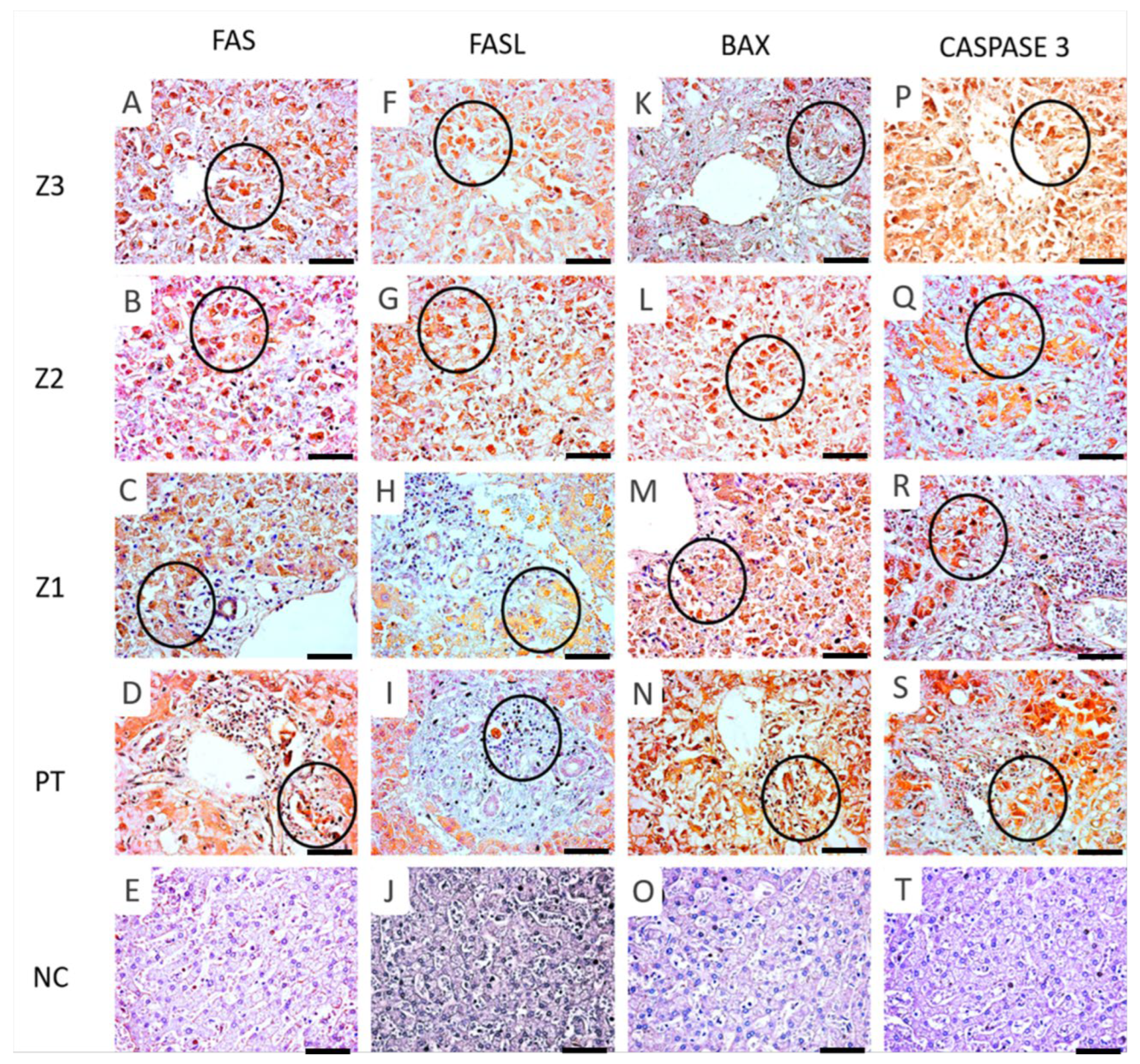 Viruses 14 01204 g004 550