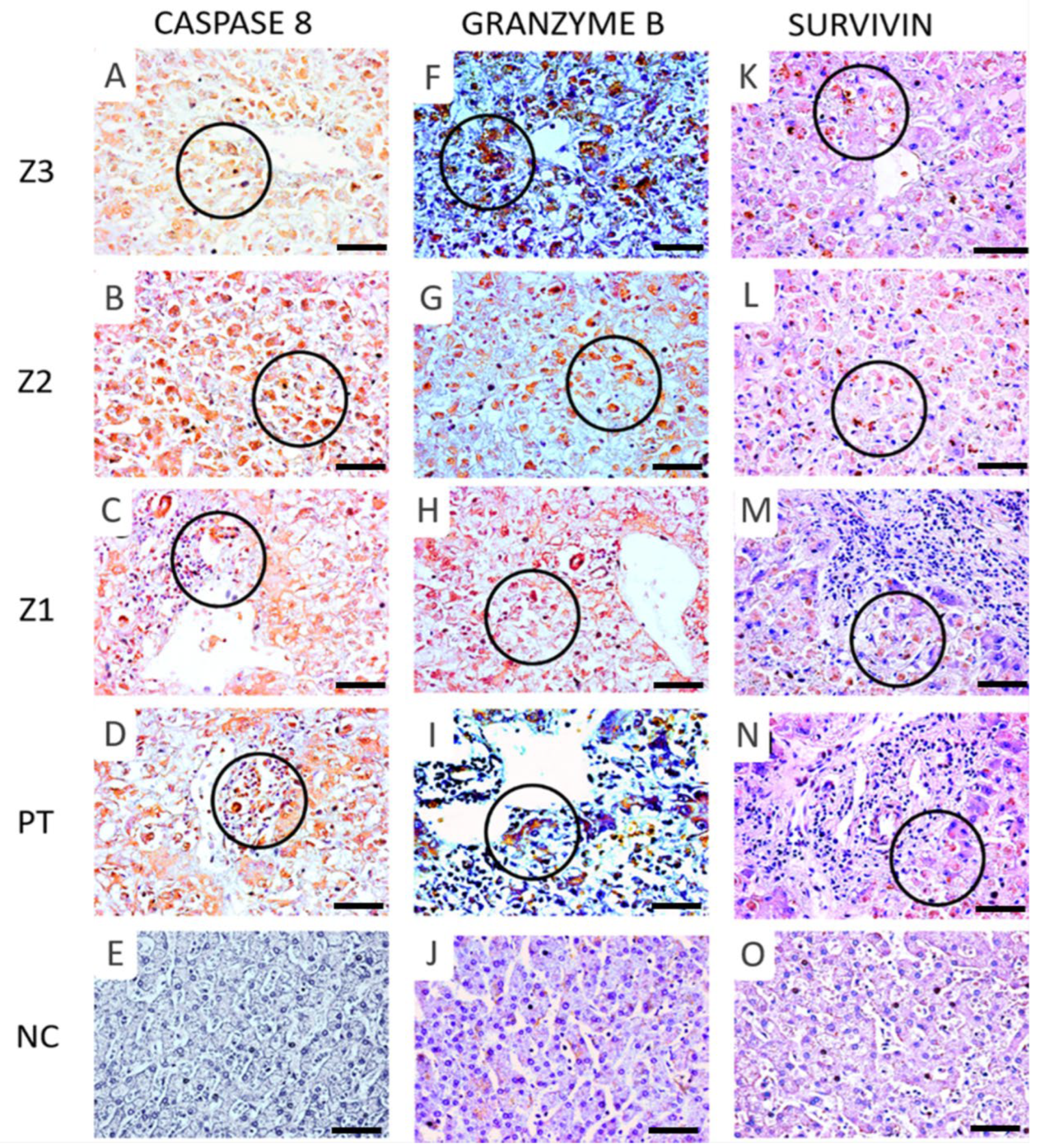 Viruses 14 01204 g005 550