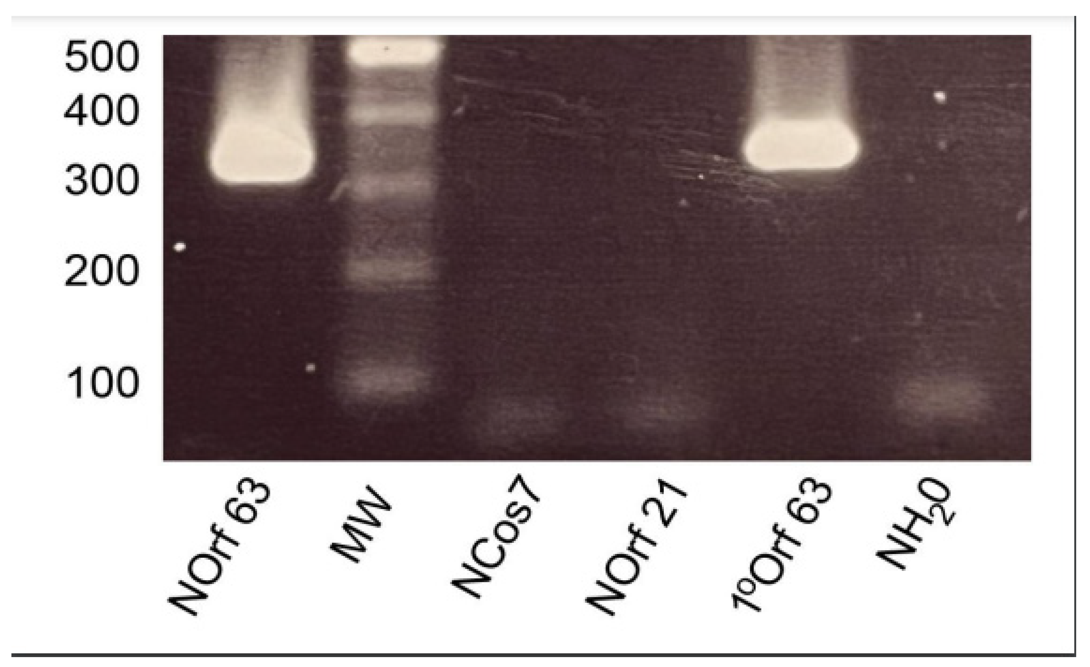 Viruses 14 01250 g002 Viruses 14 01250 g002