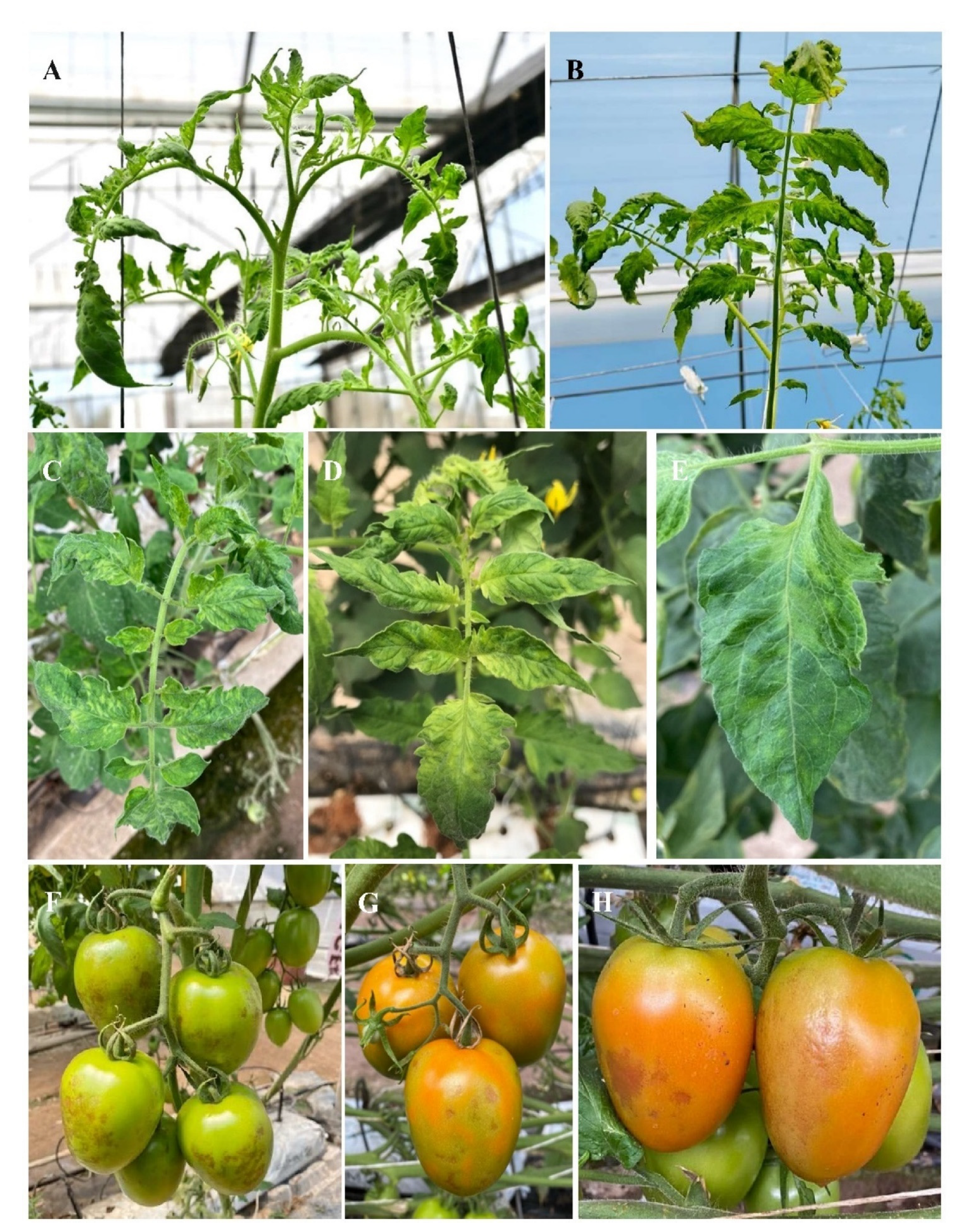 Viruses 14 01251 g001