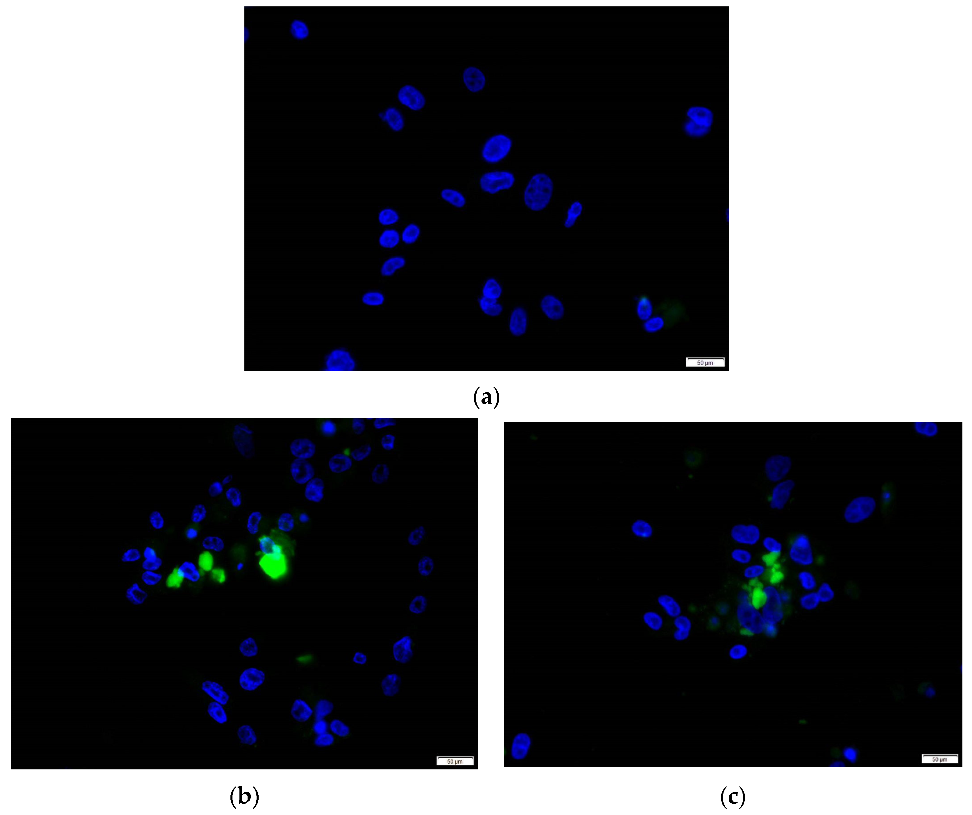 Viruses 14 01254 g003