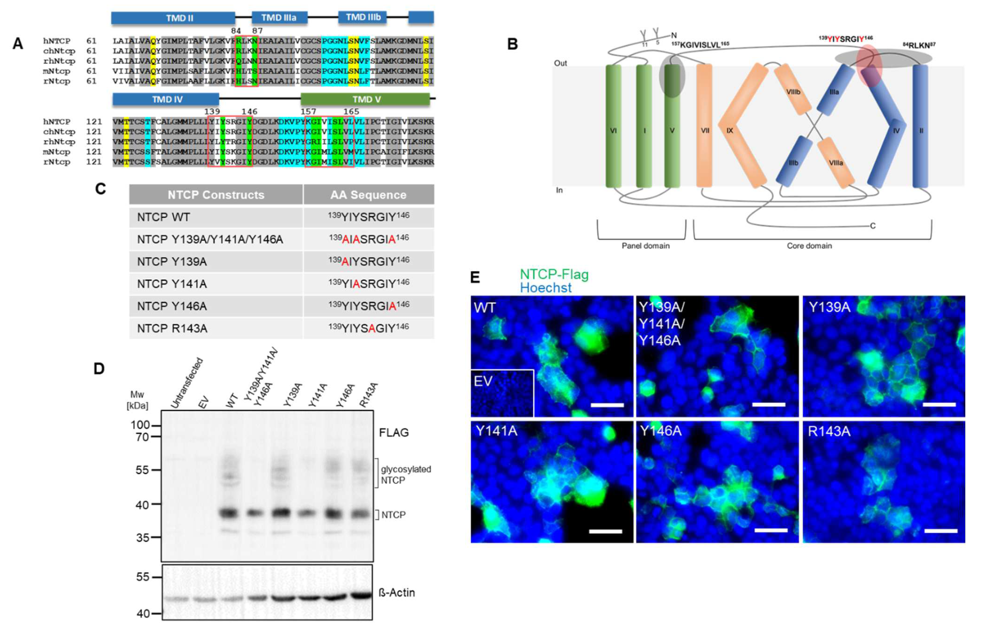 Viruses 14 01259 g001 550