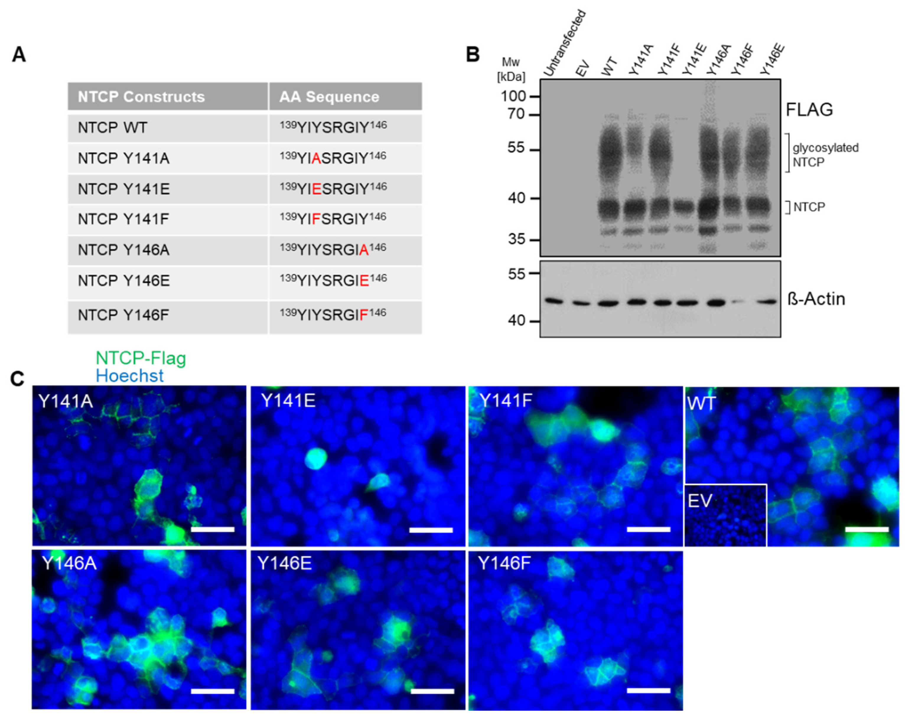 Viruses 14 01259 g003 550
