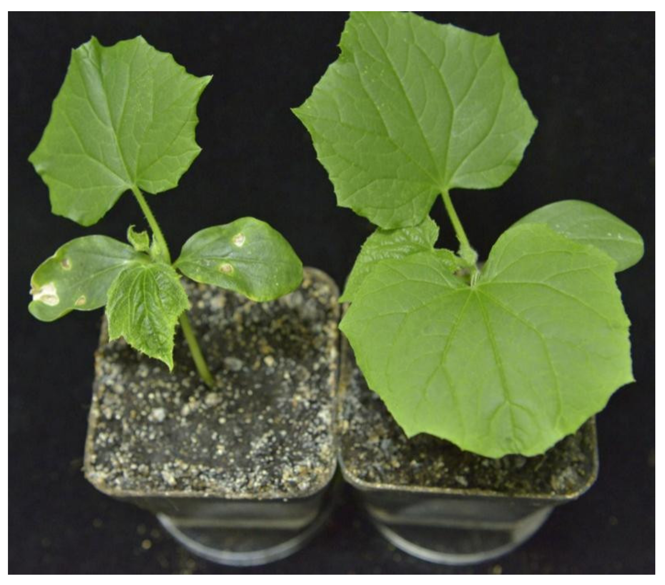 Viruses 14 01269 g001