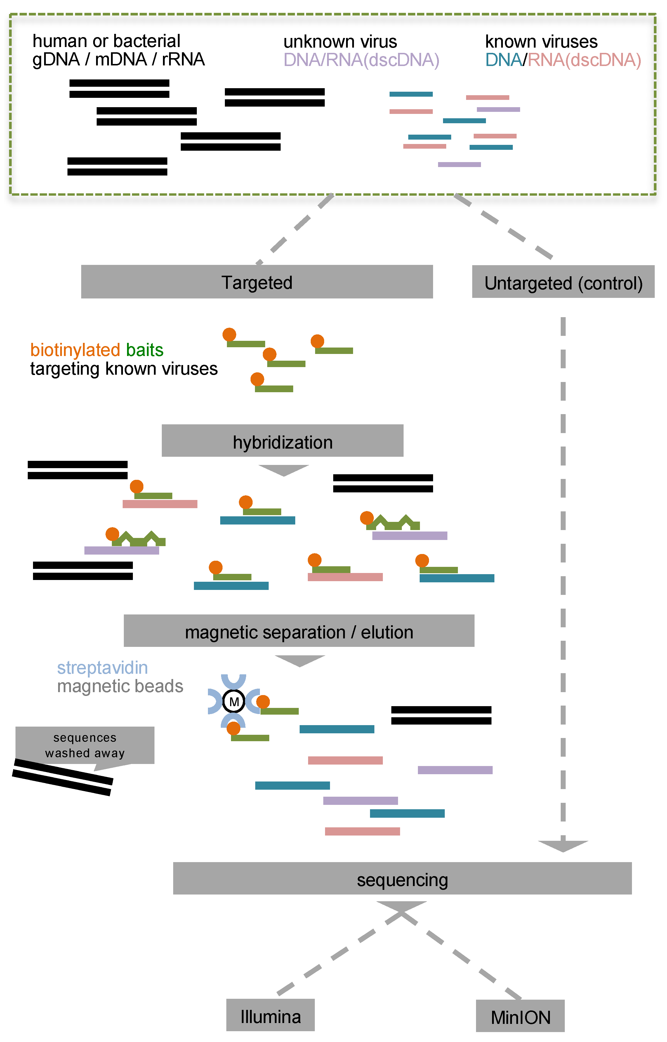 Viruses | Free Full-Text | Targeted Virome Sequencing Enhances Unbiased ...