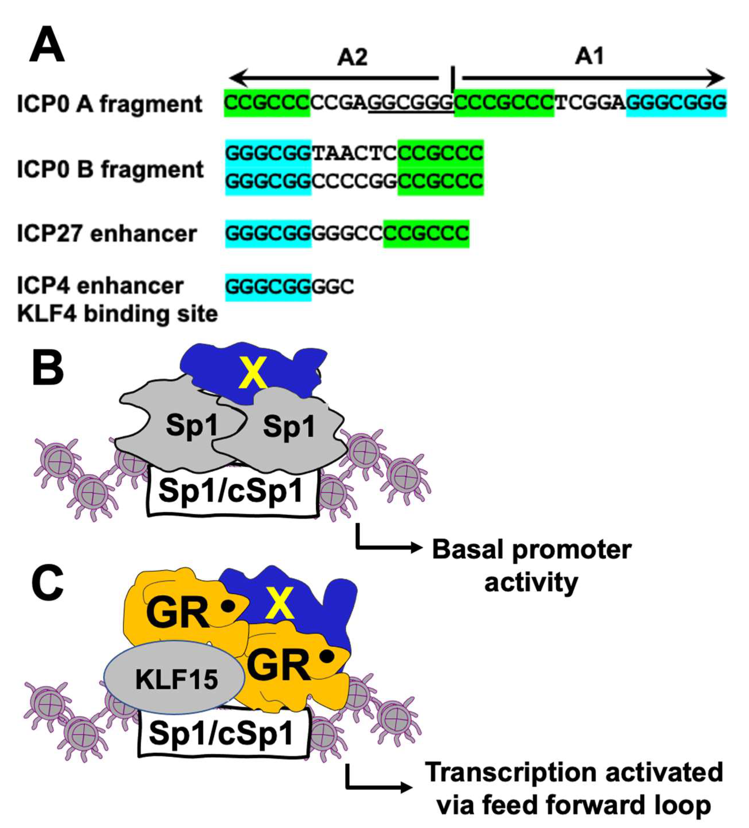 Viruses 14 01284 g008 Viruses 14 01284 g008