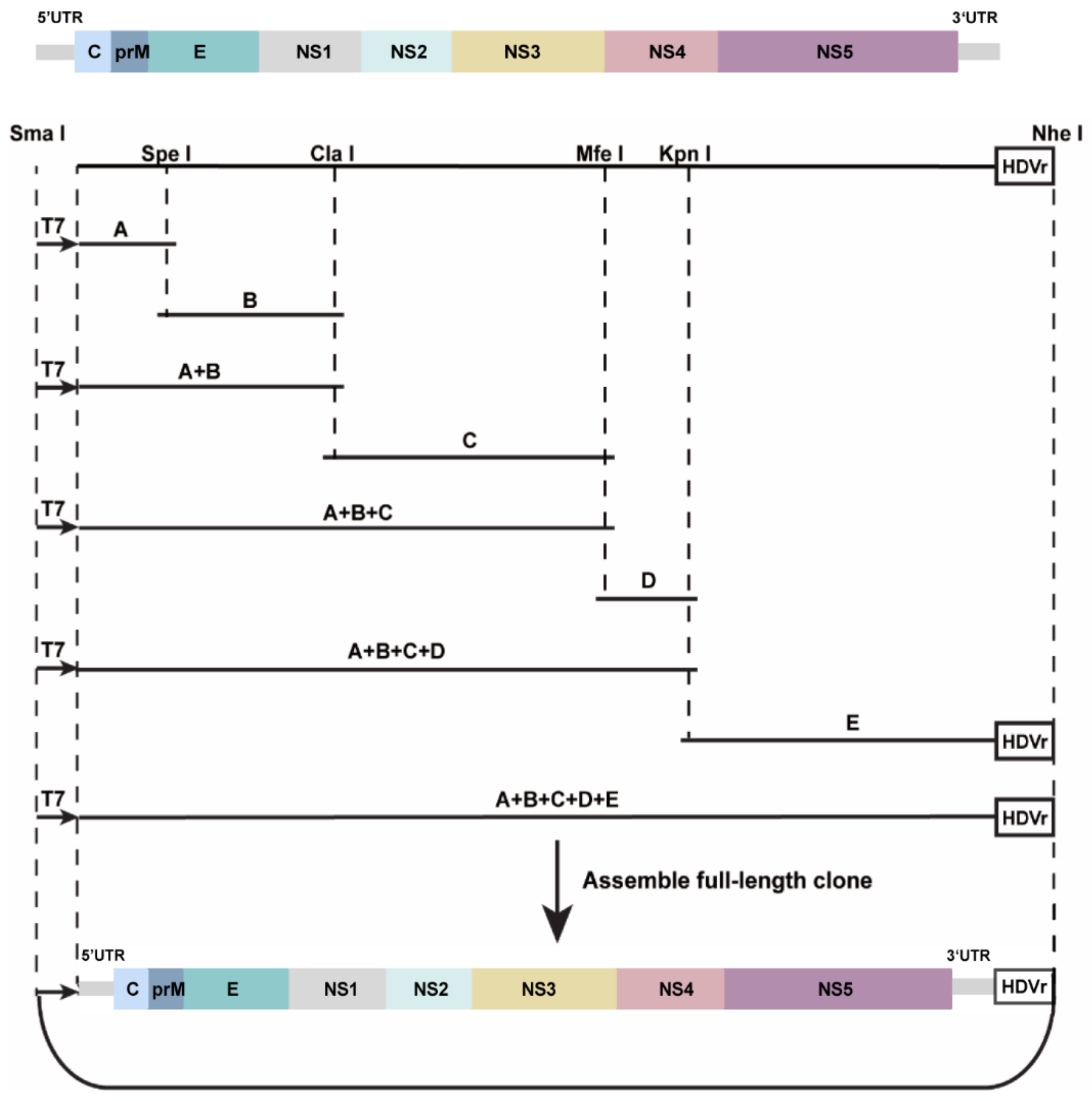 Viruses 14 01298 g001