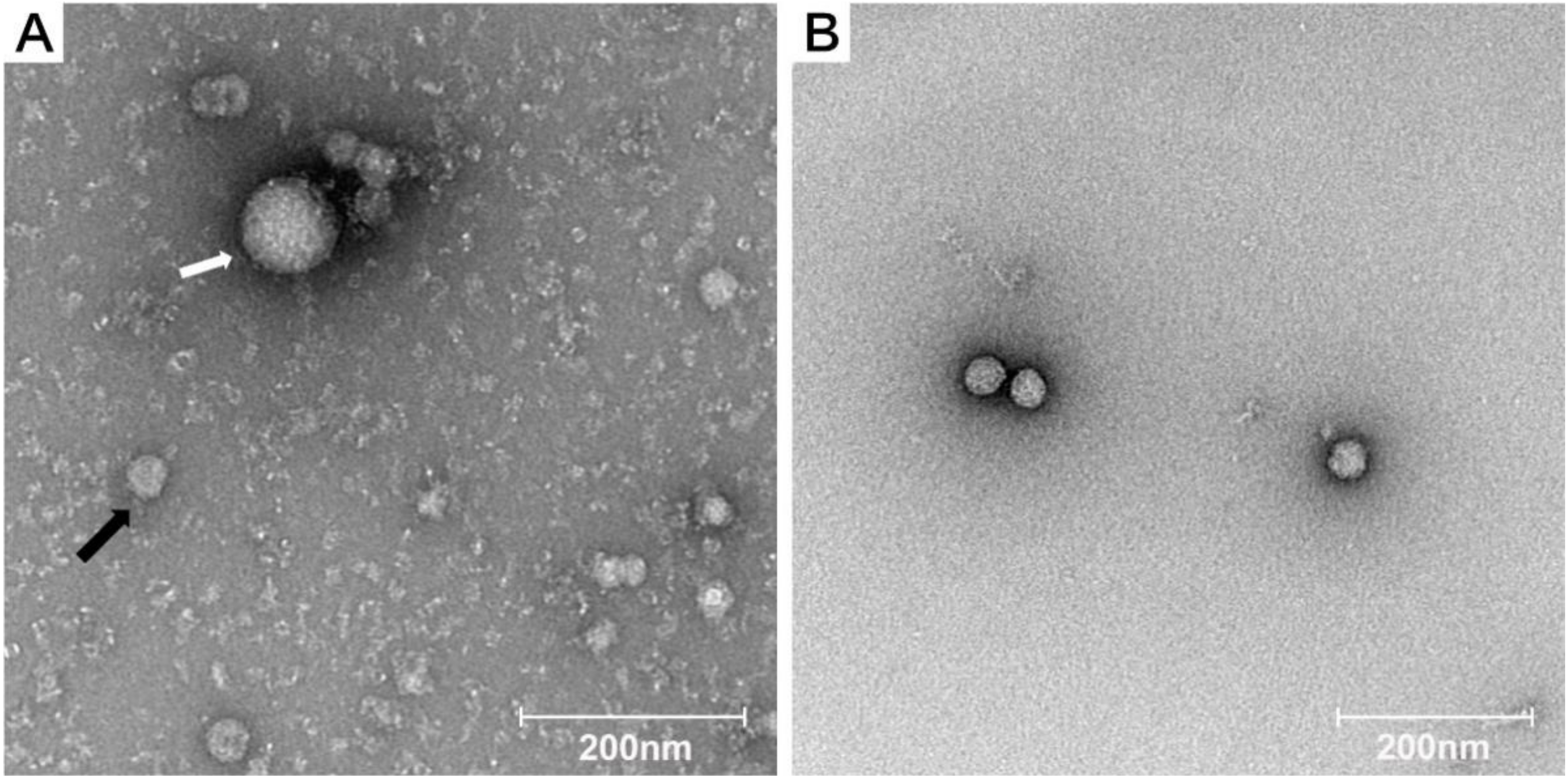 Viruses 14 01298 g002