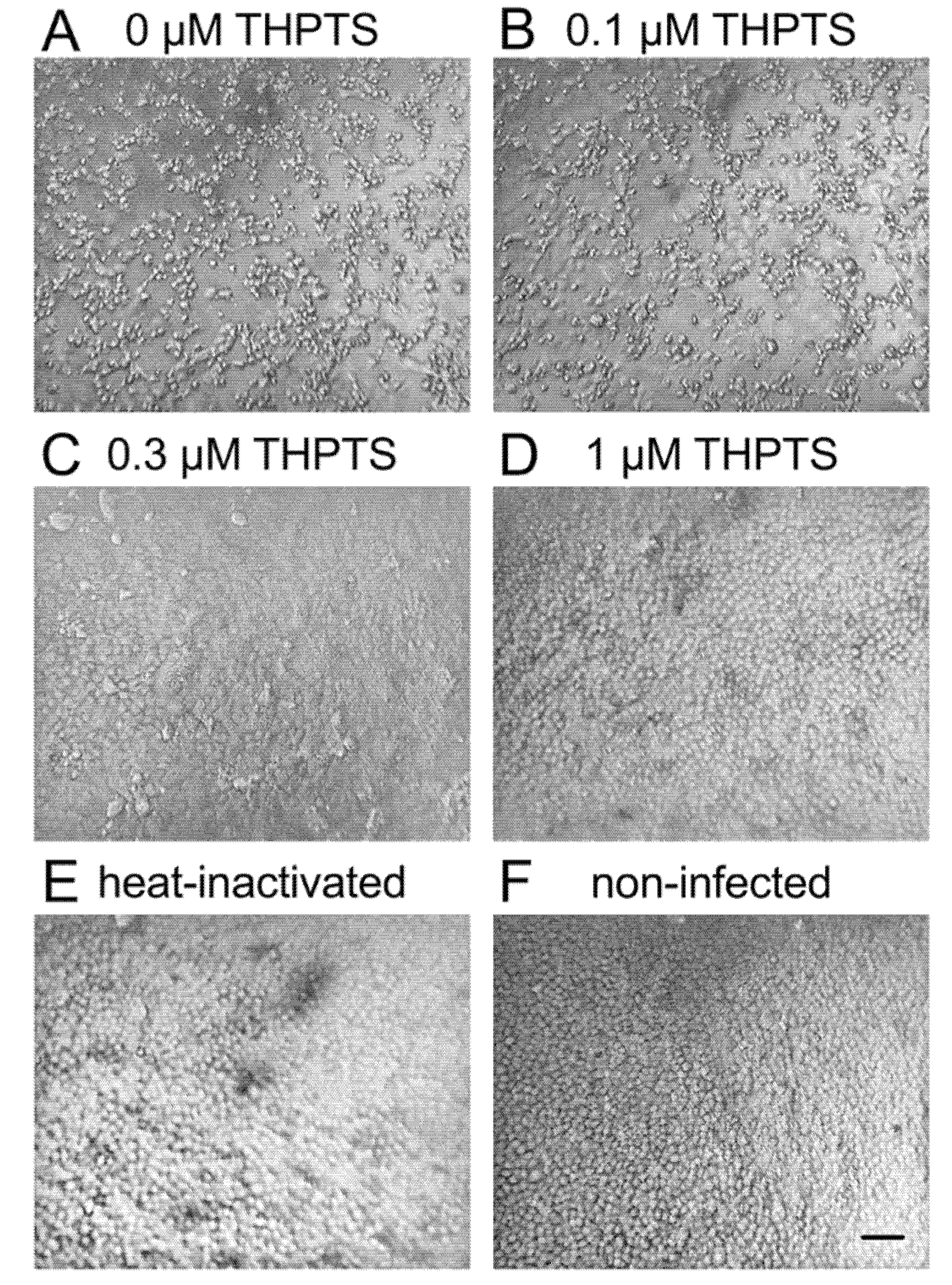 Viruses 14 01301 g001 550