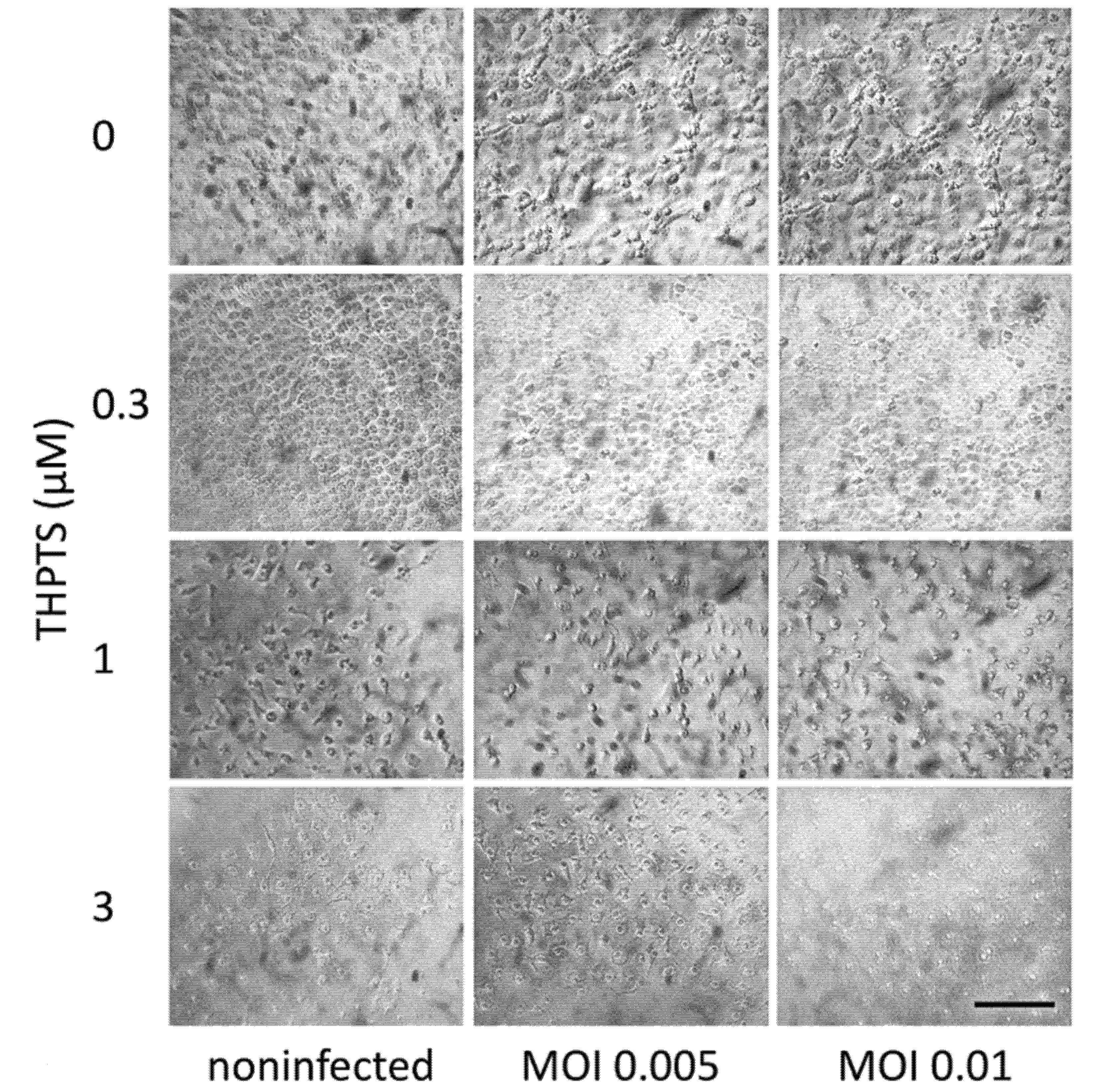 Viruses 14 01301 g003 550
