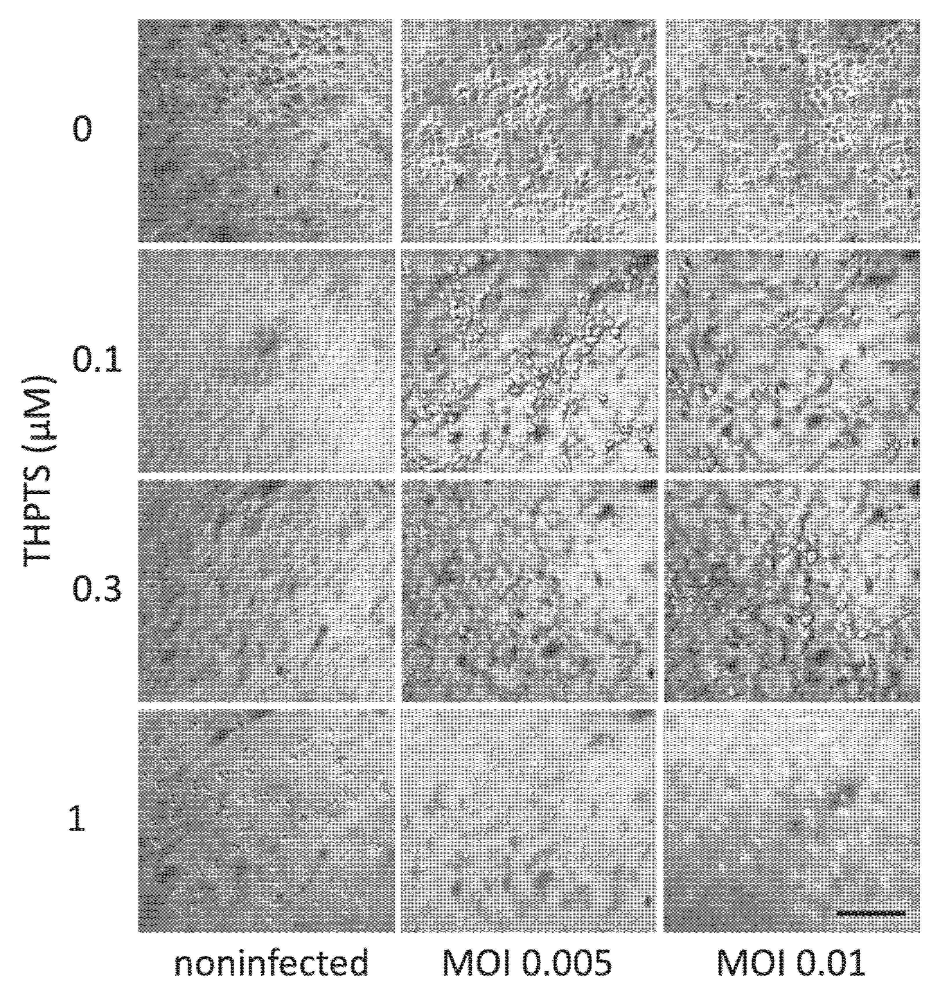 Viruses 14 01301 g004 550