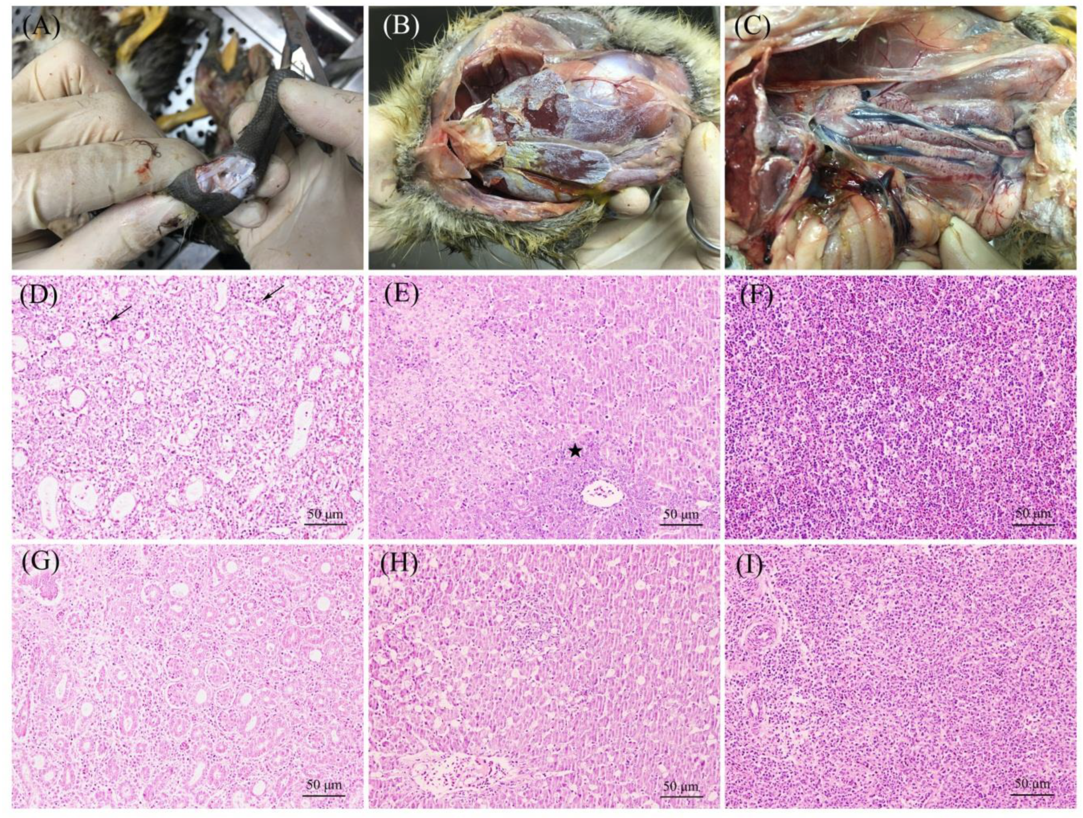 Viruses 14 01306 g001