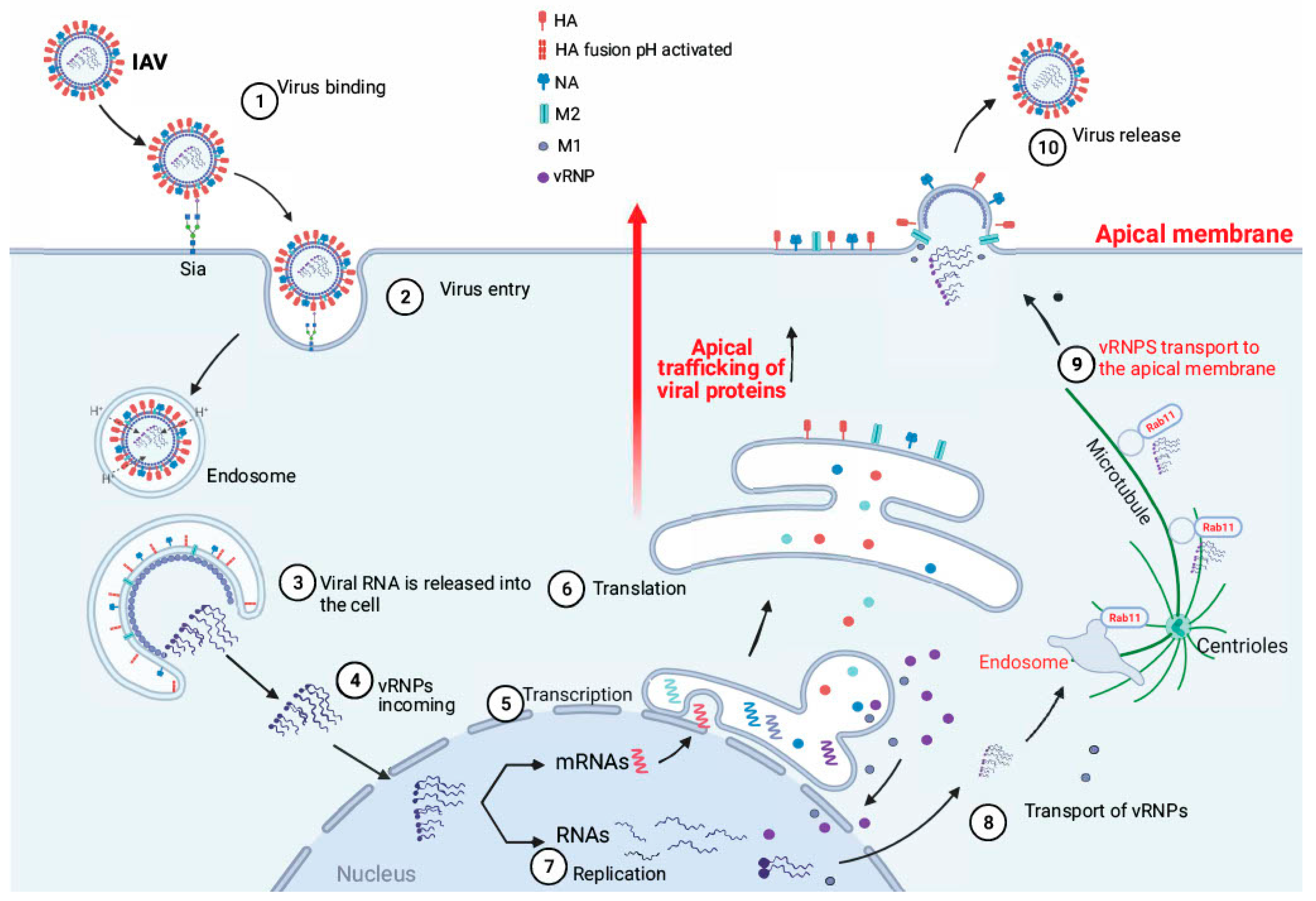 Viruses 14 01307 g004
