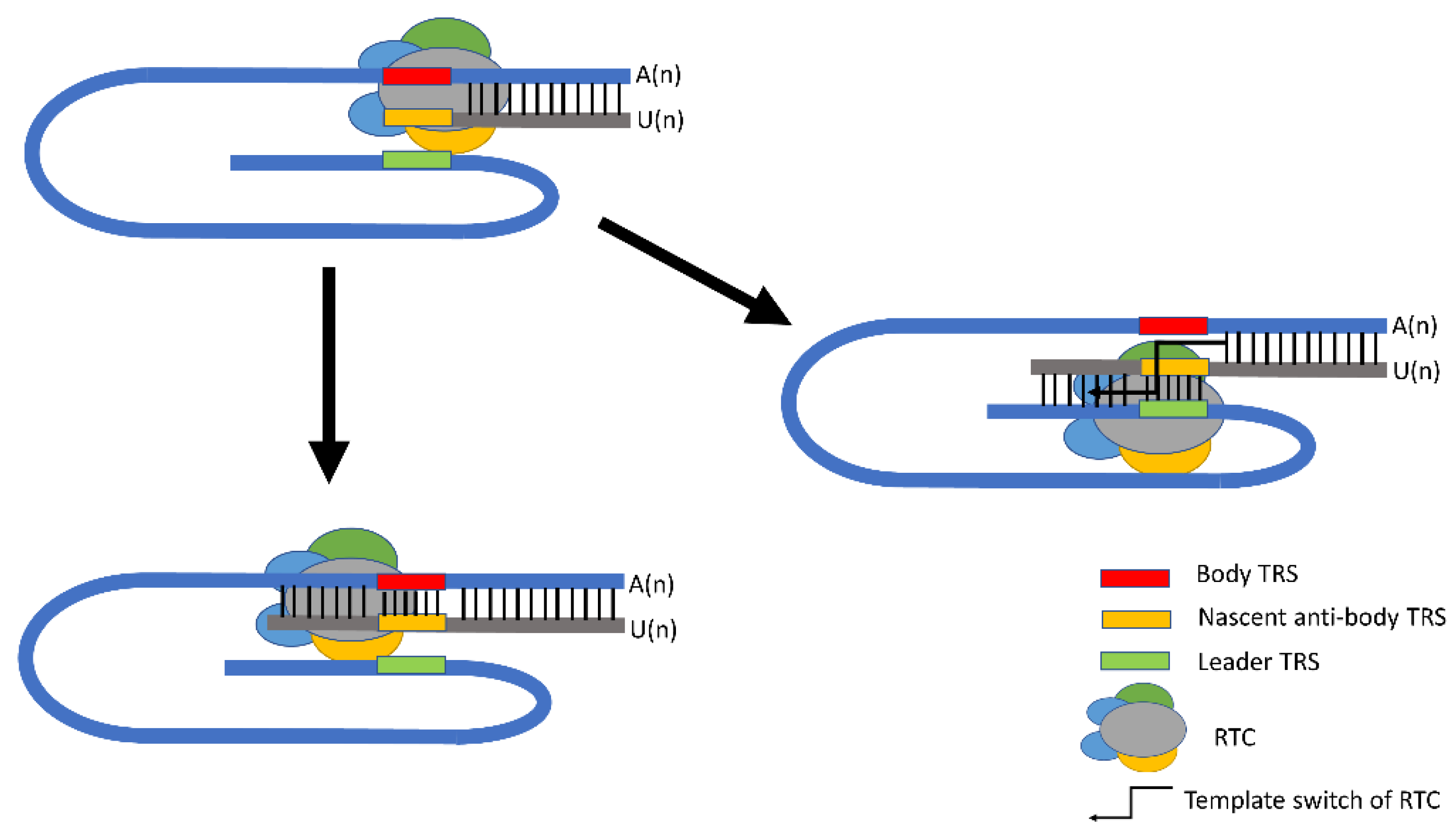 Viruses 14 01317 g002 550