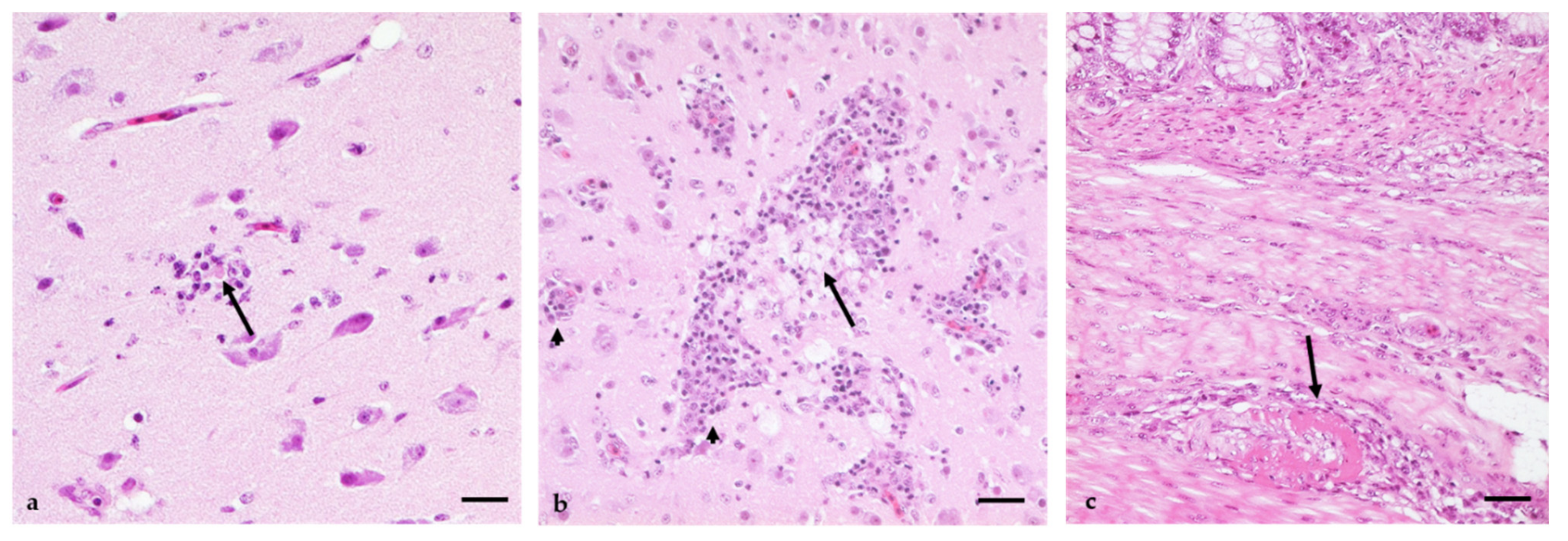 Viruses 14 01319 g008