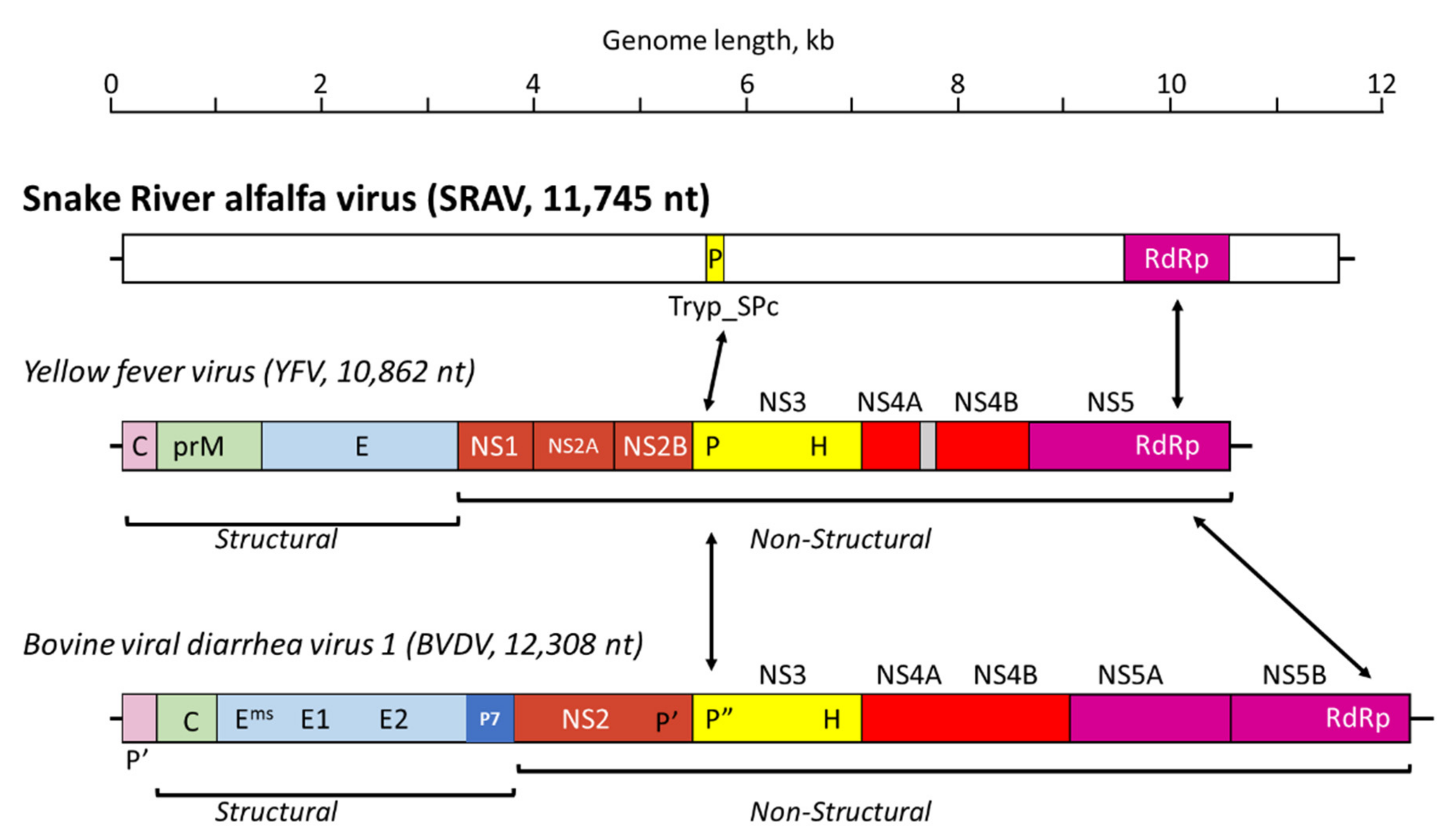 Viruses 14 01320 g002 550