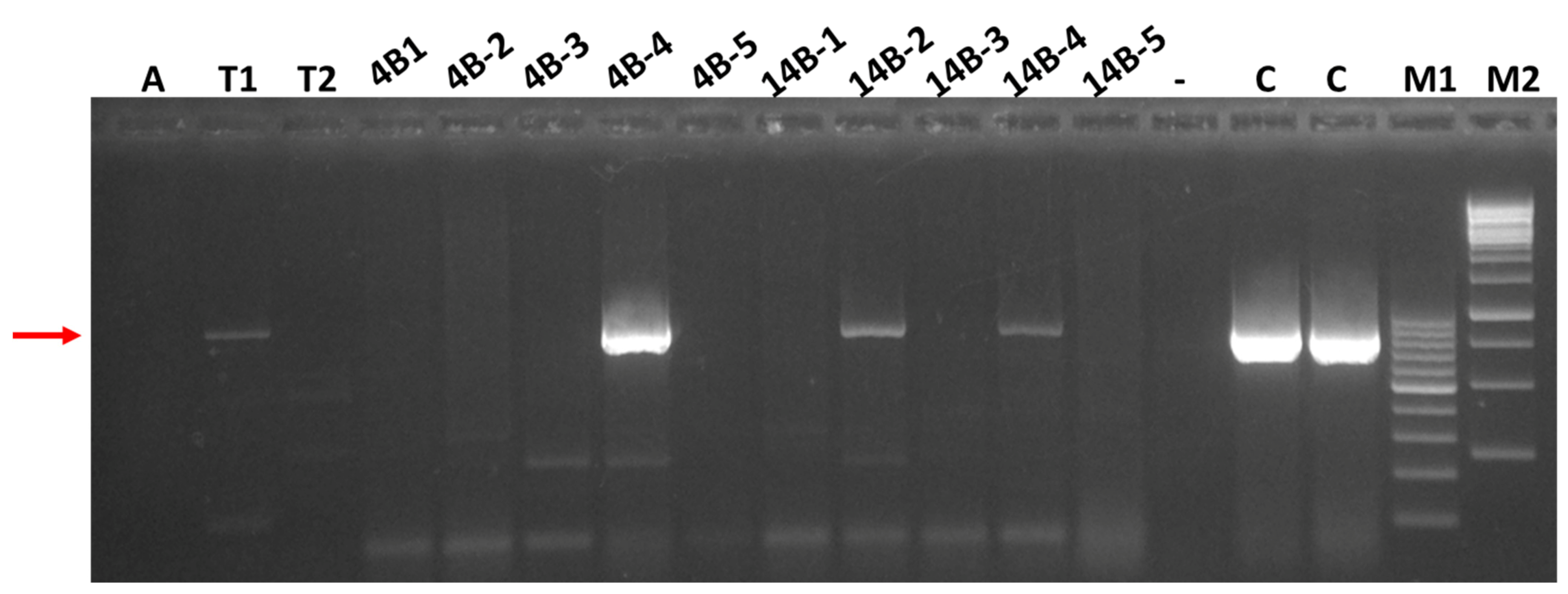 Viruses 14 01320 g004 550