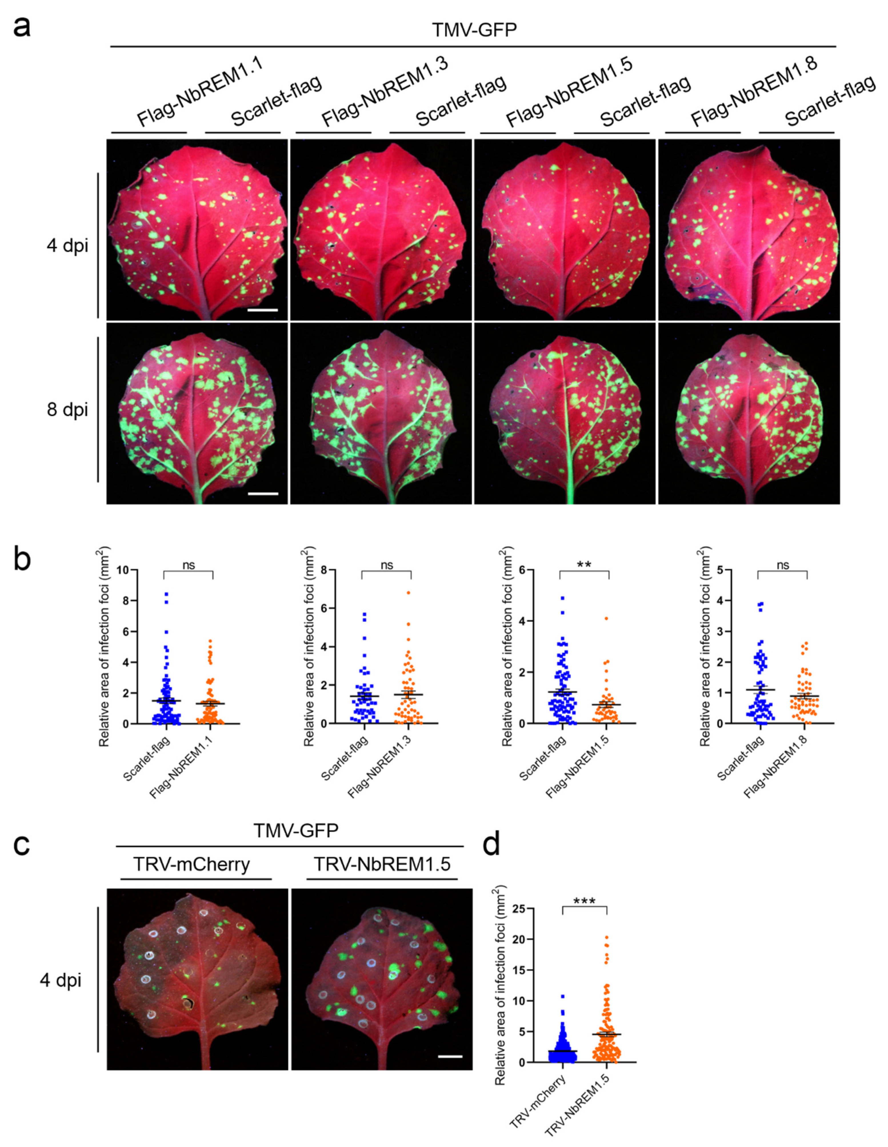 Viruses 14 01324 g004