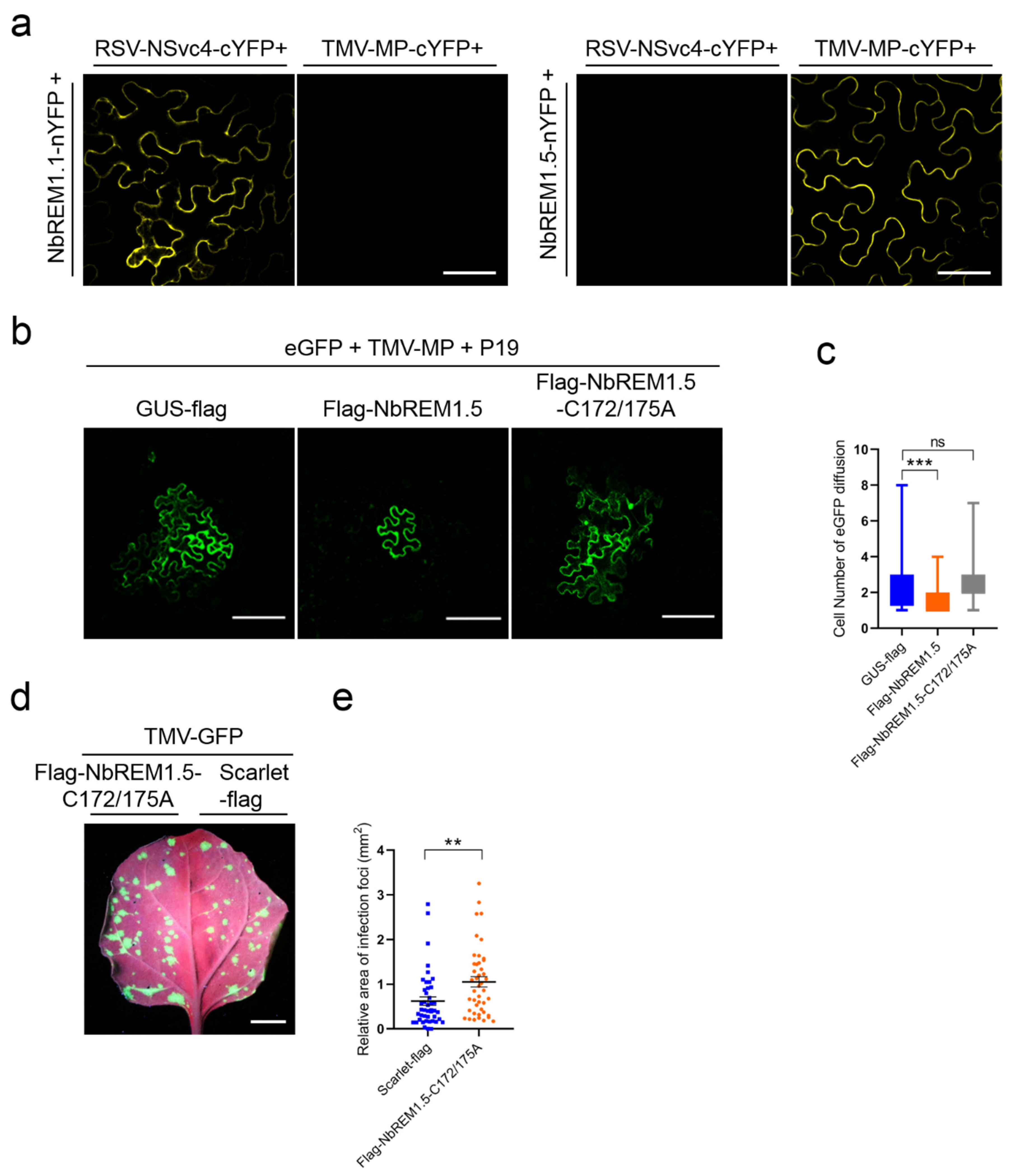 Viruses 14 01324 g005