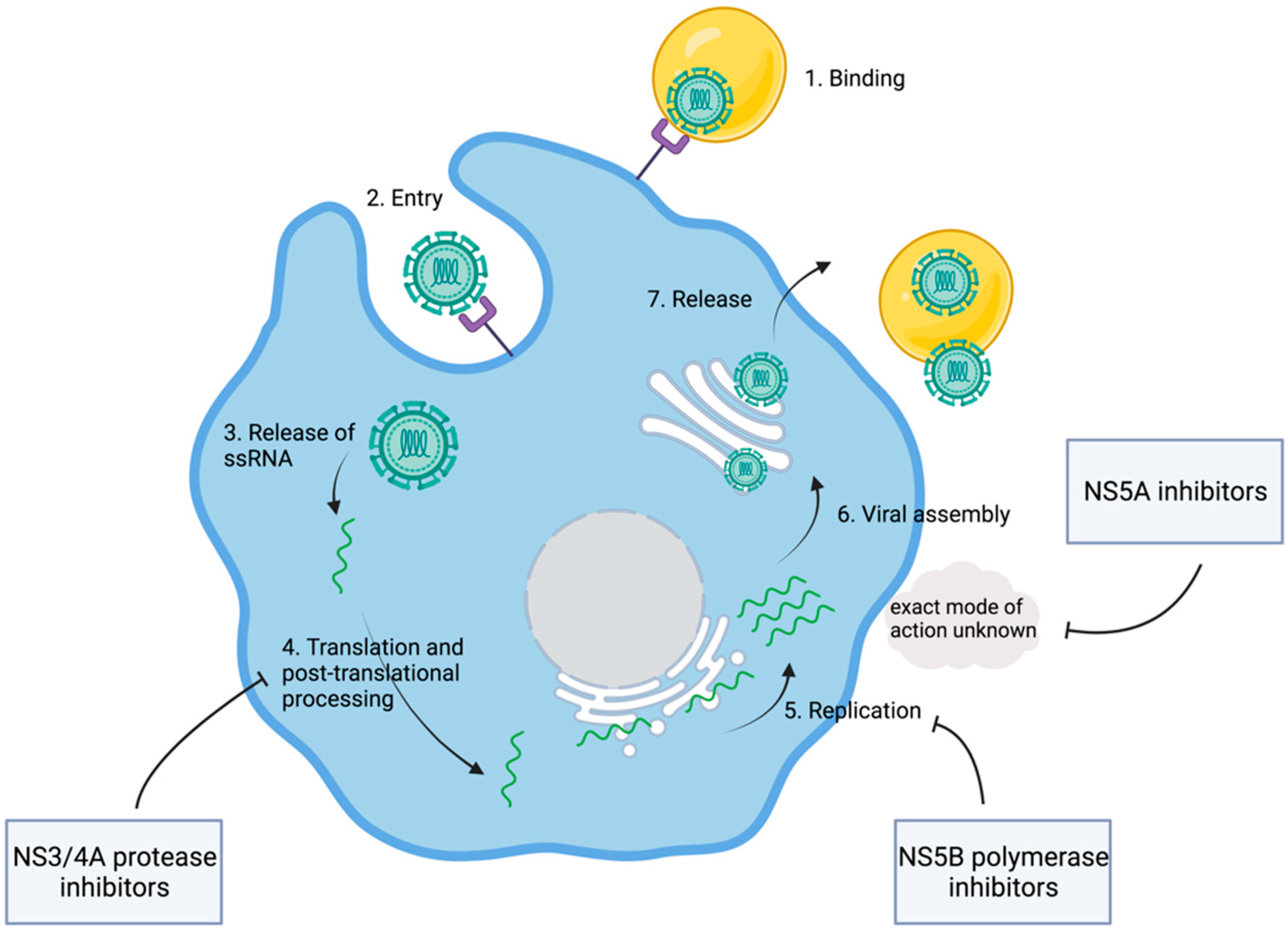 Viruses 14 01325 g003