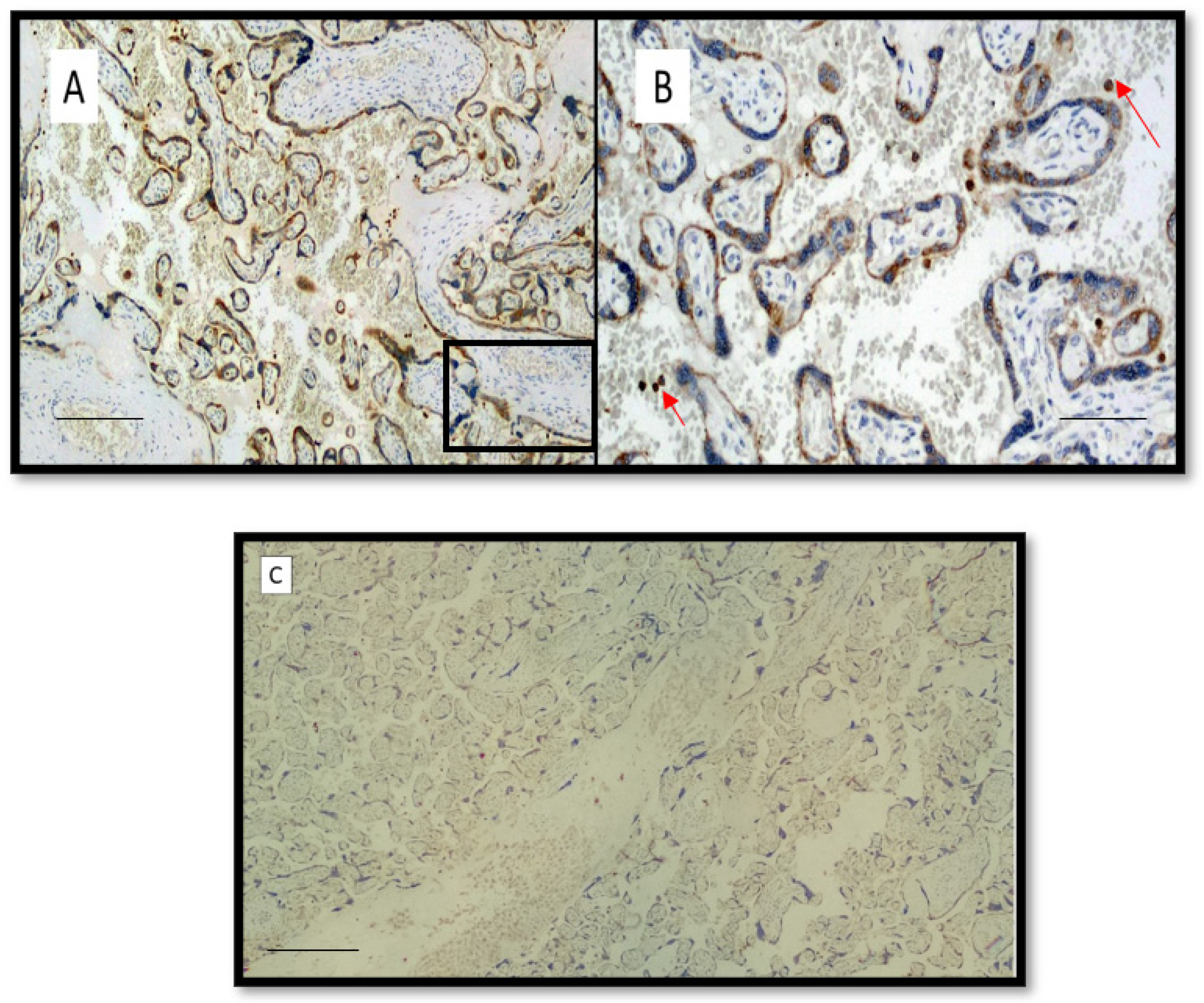 Viruses 14 01330 g001 550