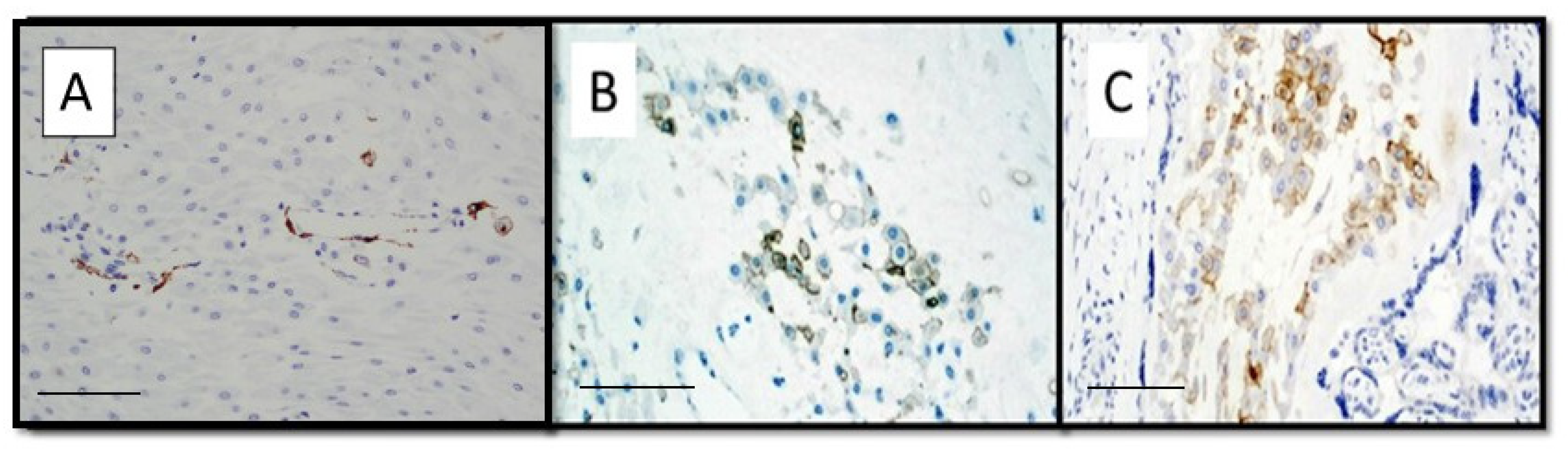 Viruses 14 01330 g005 550