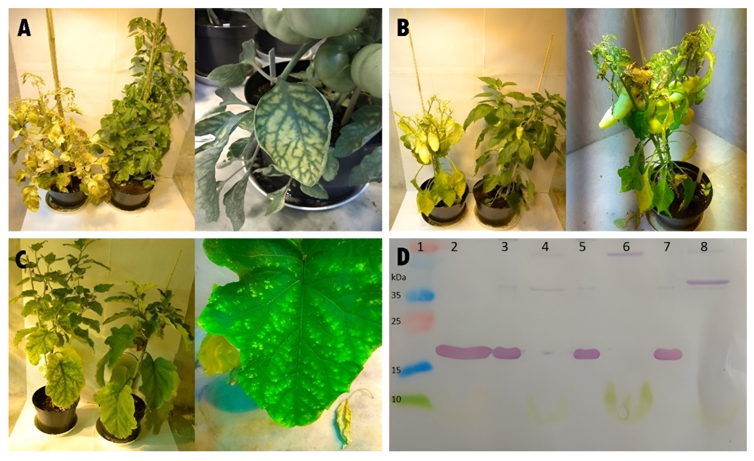 Viruses 14 01331 g006