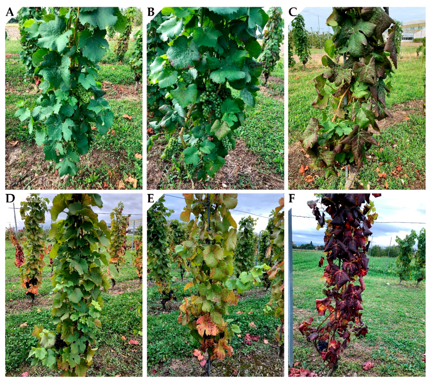 Vignes Greffees, French, Vines, Up to 30, Round