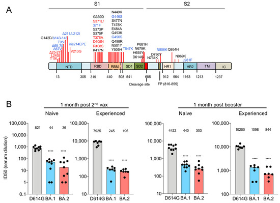 Study: Omicron evades some but not all monoclonal antibodies