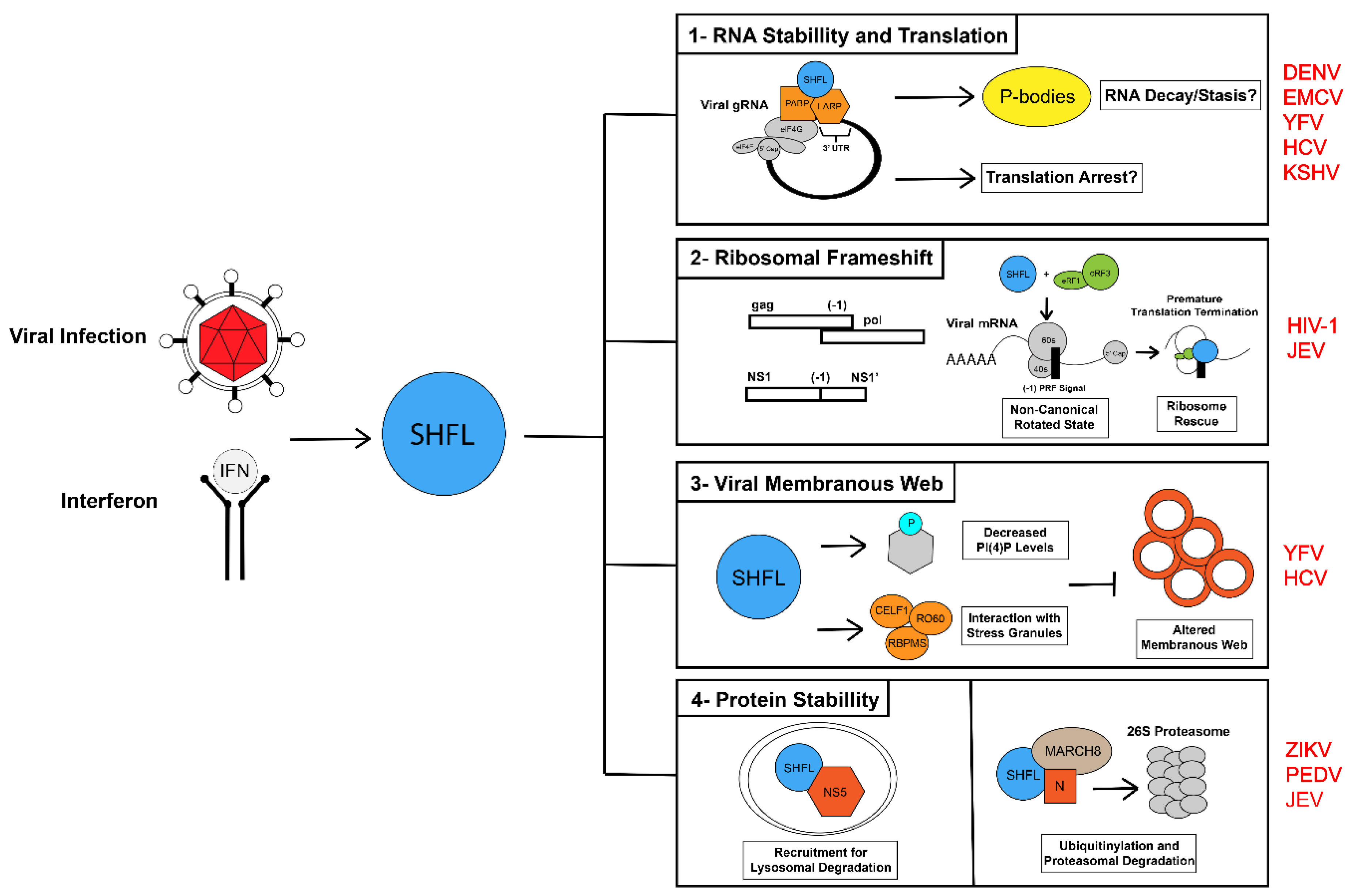 Viruses 14 01338 g002